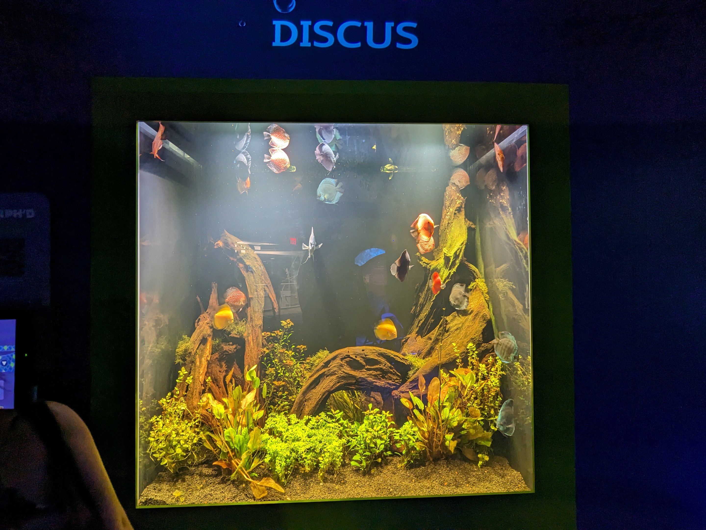 MORPH'D - Discus fish