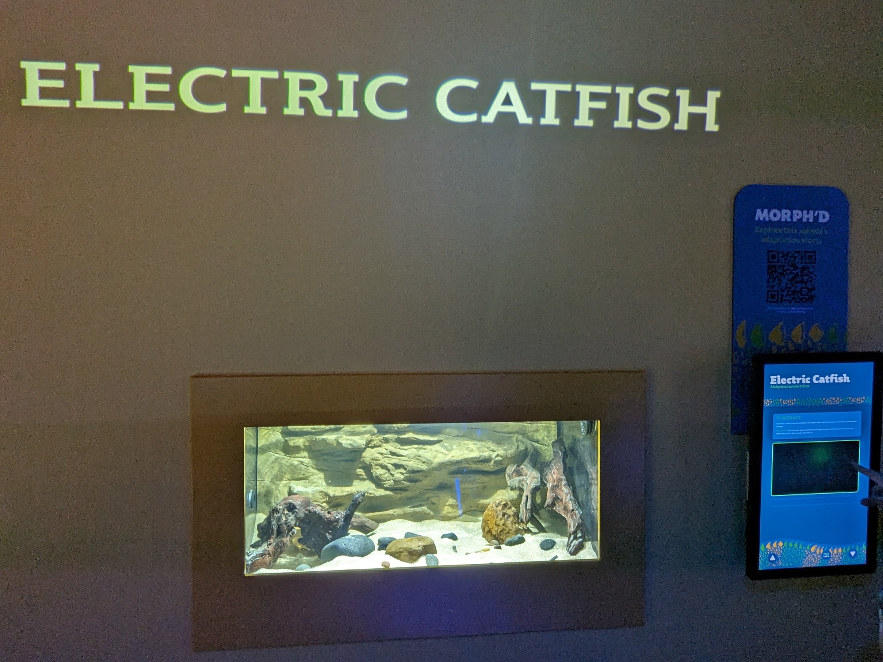 MORPH'D - Electric Catfish