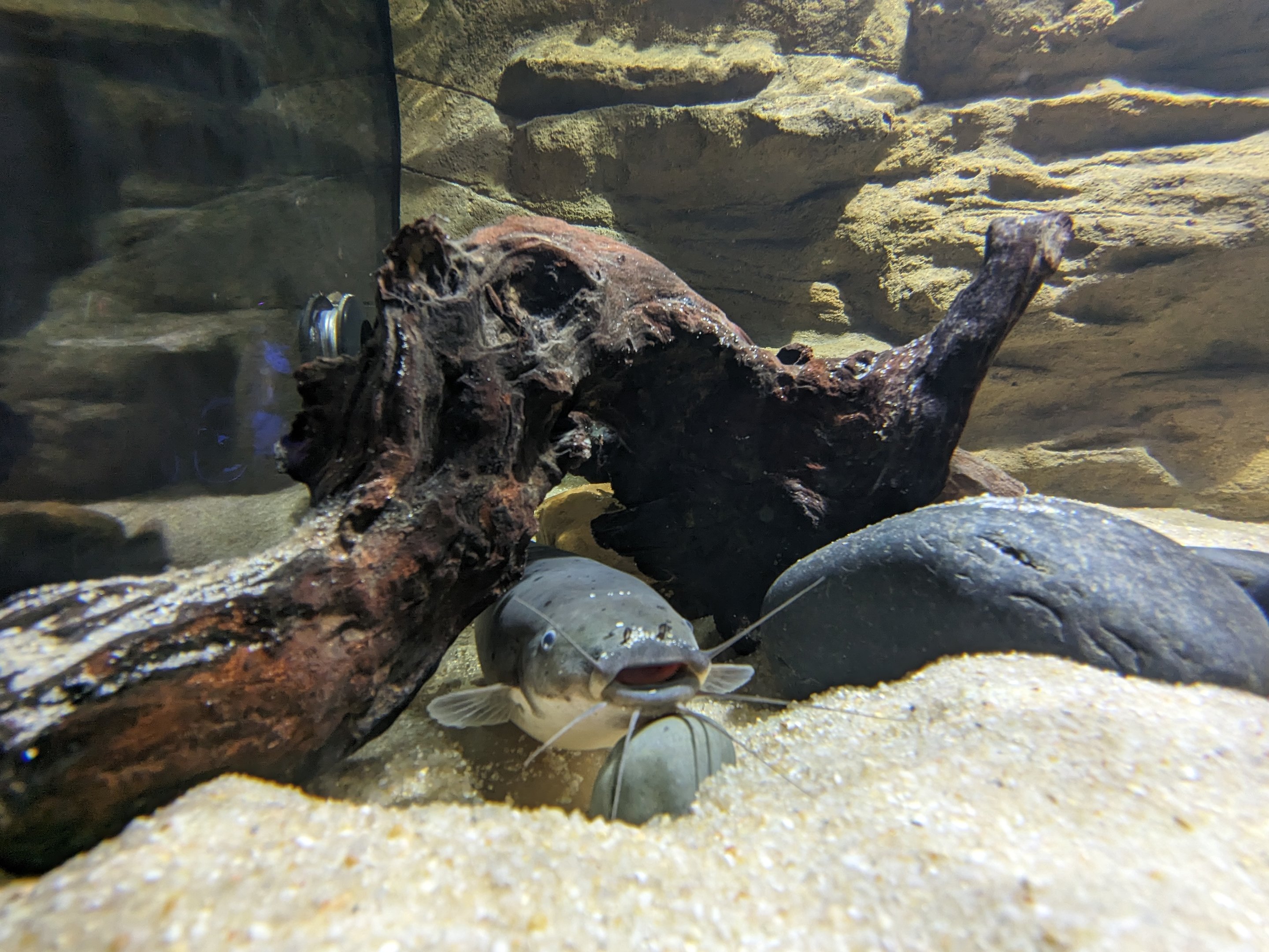 MORPH'D - Electric Catfish