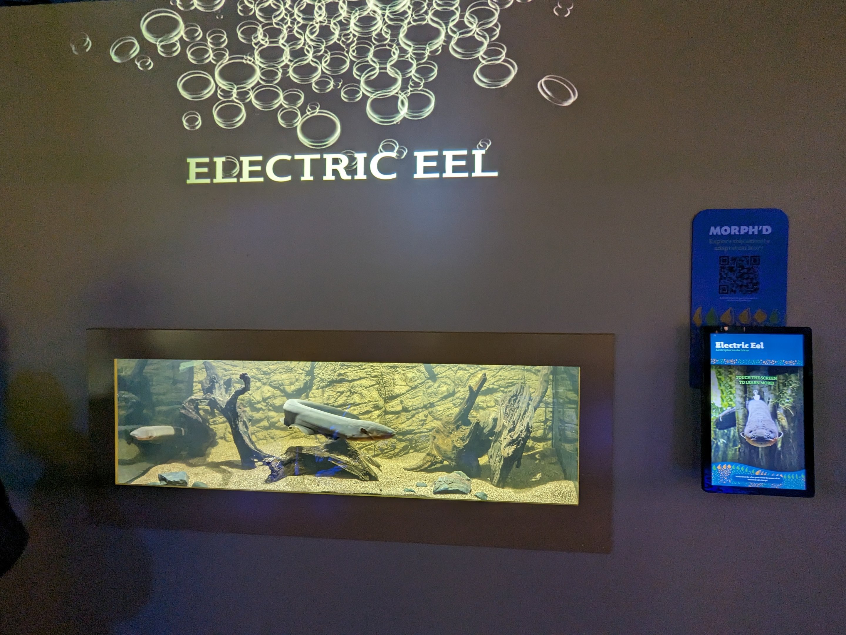 MORPH'D - Electric Eel