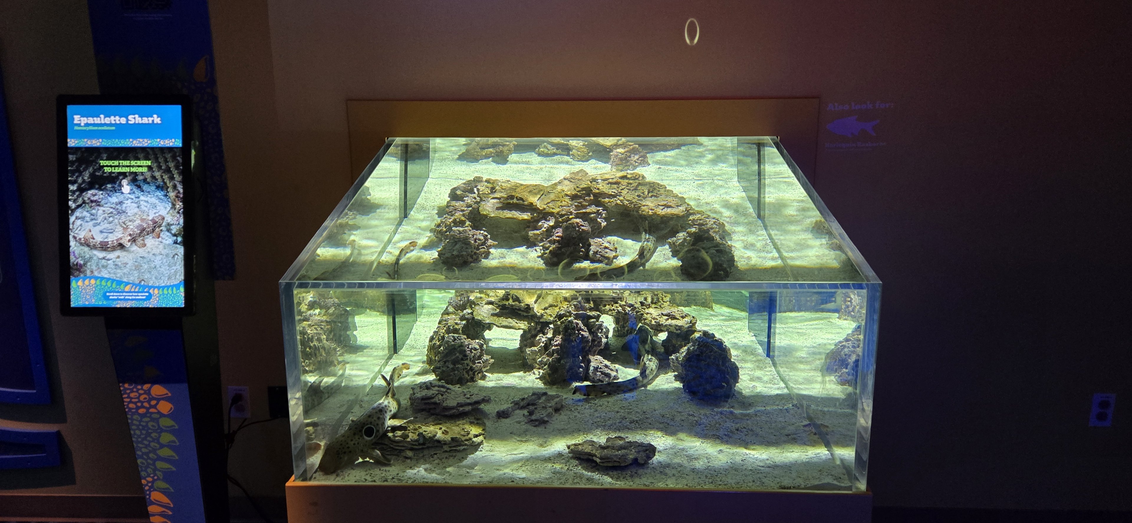 MORPH'D - Epaulette sharks (former freshwater stingray)