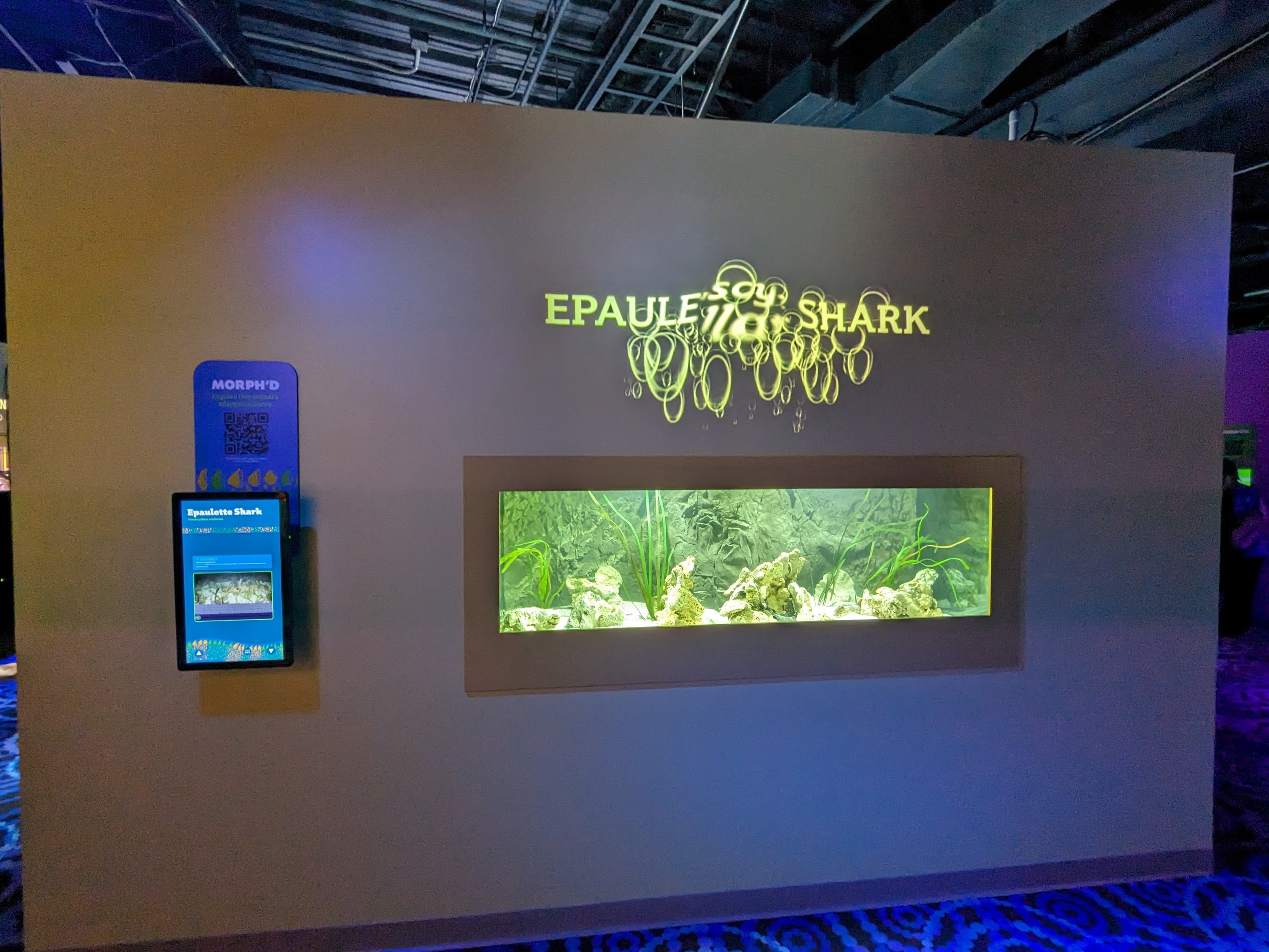 MORPH'D - Epaulette Sharks