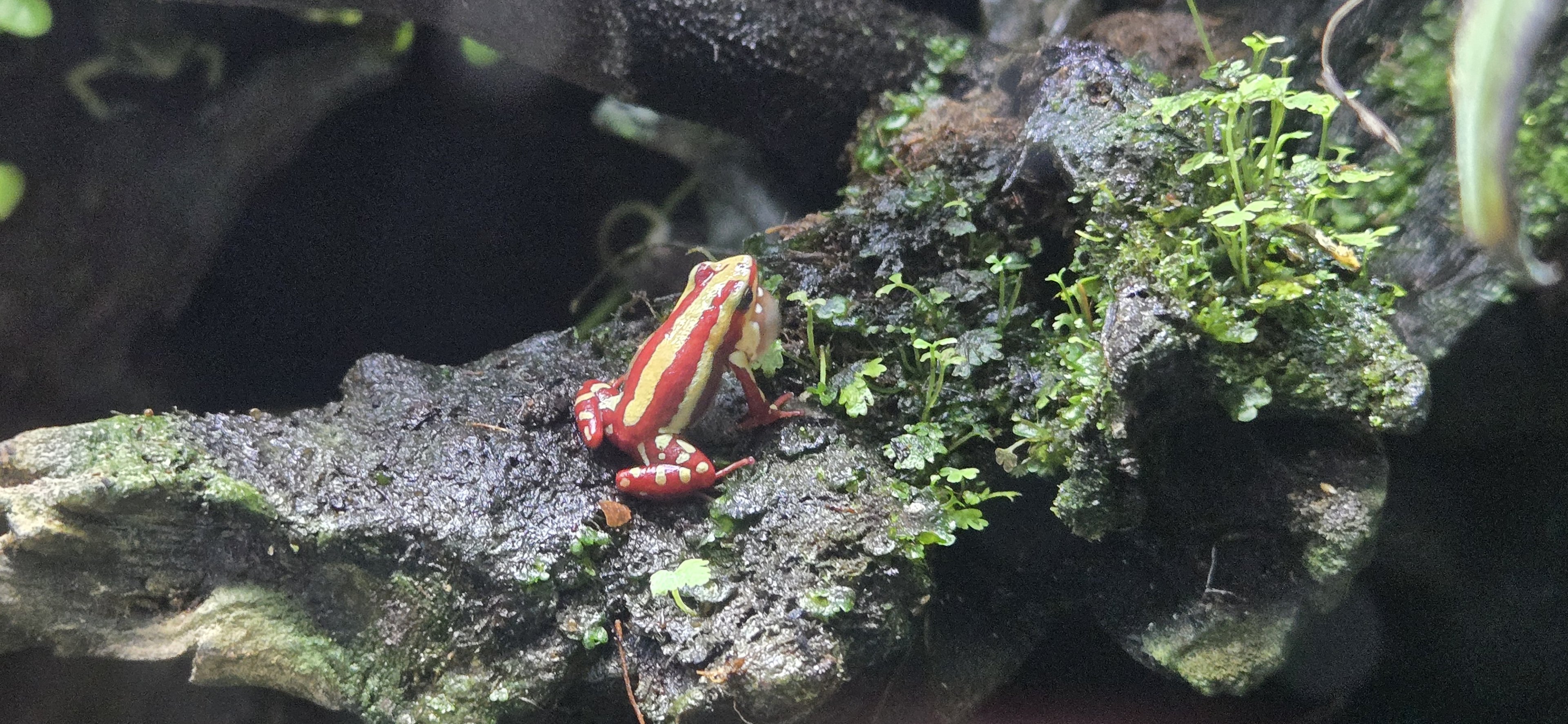 MORPH'D - Epipedobates