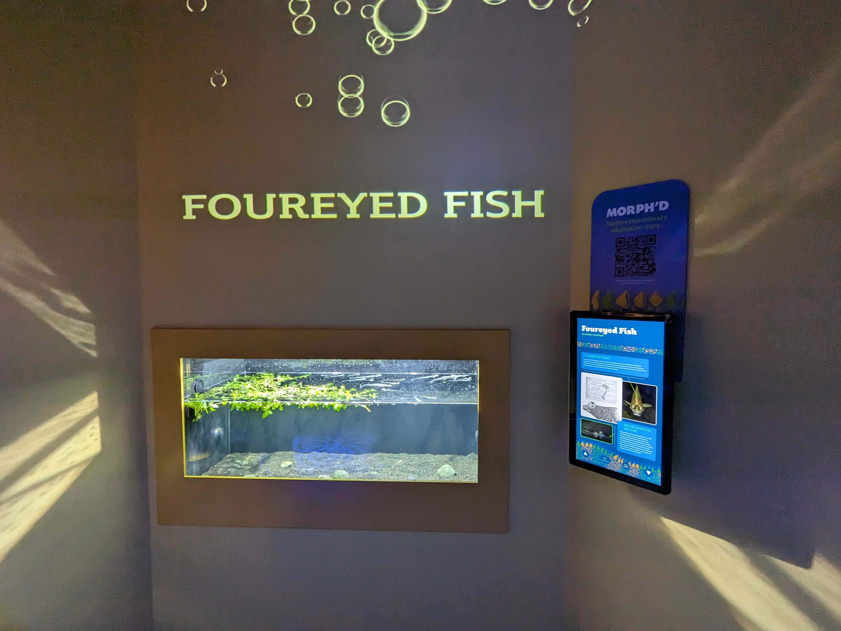 MORPH'D - Foureyed Fish