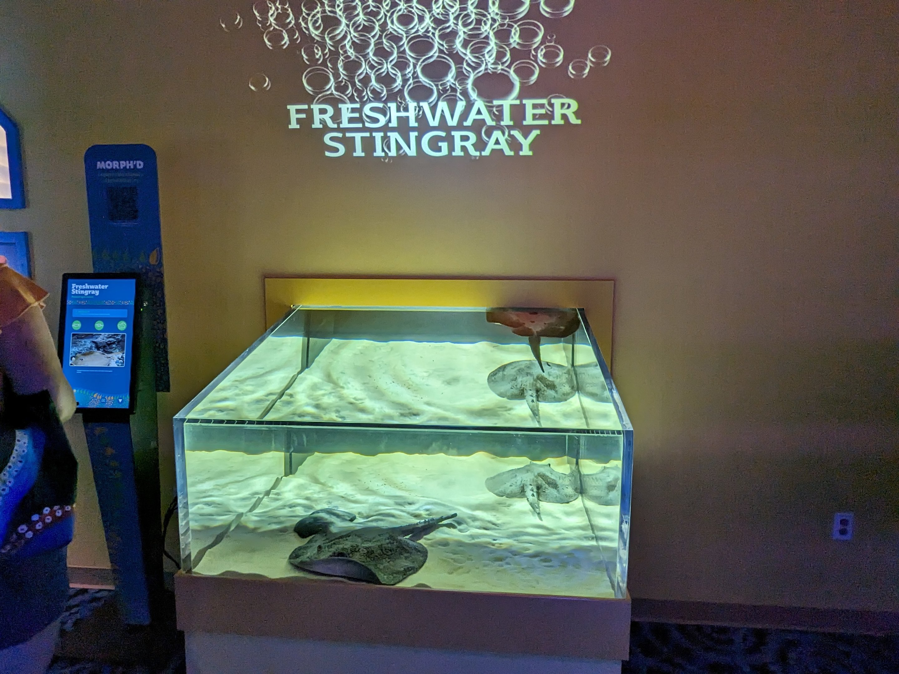 MORPH'D - Freshwater stingrays