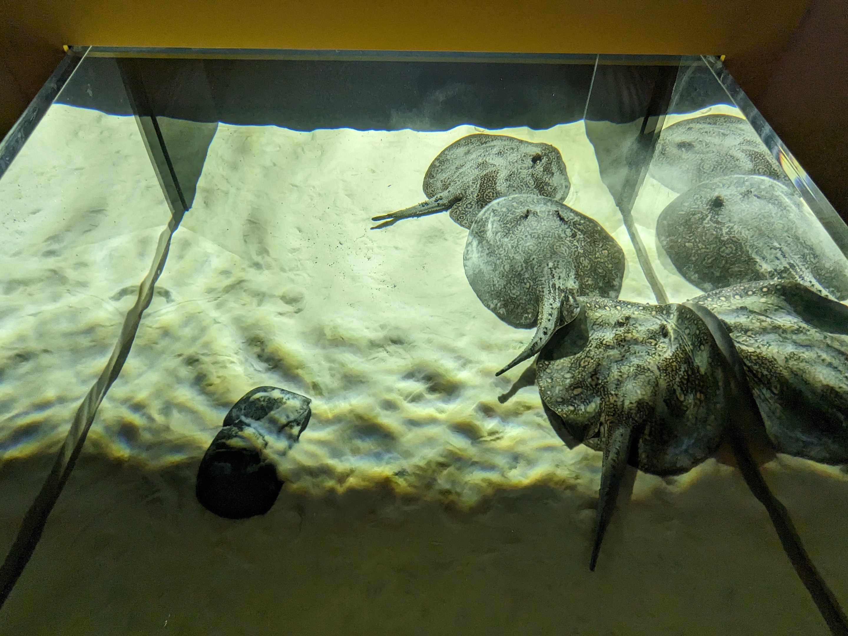MORPH'D - Freshwater stingrays