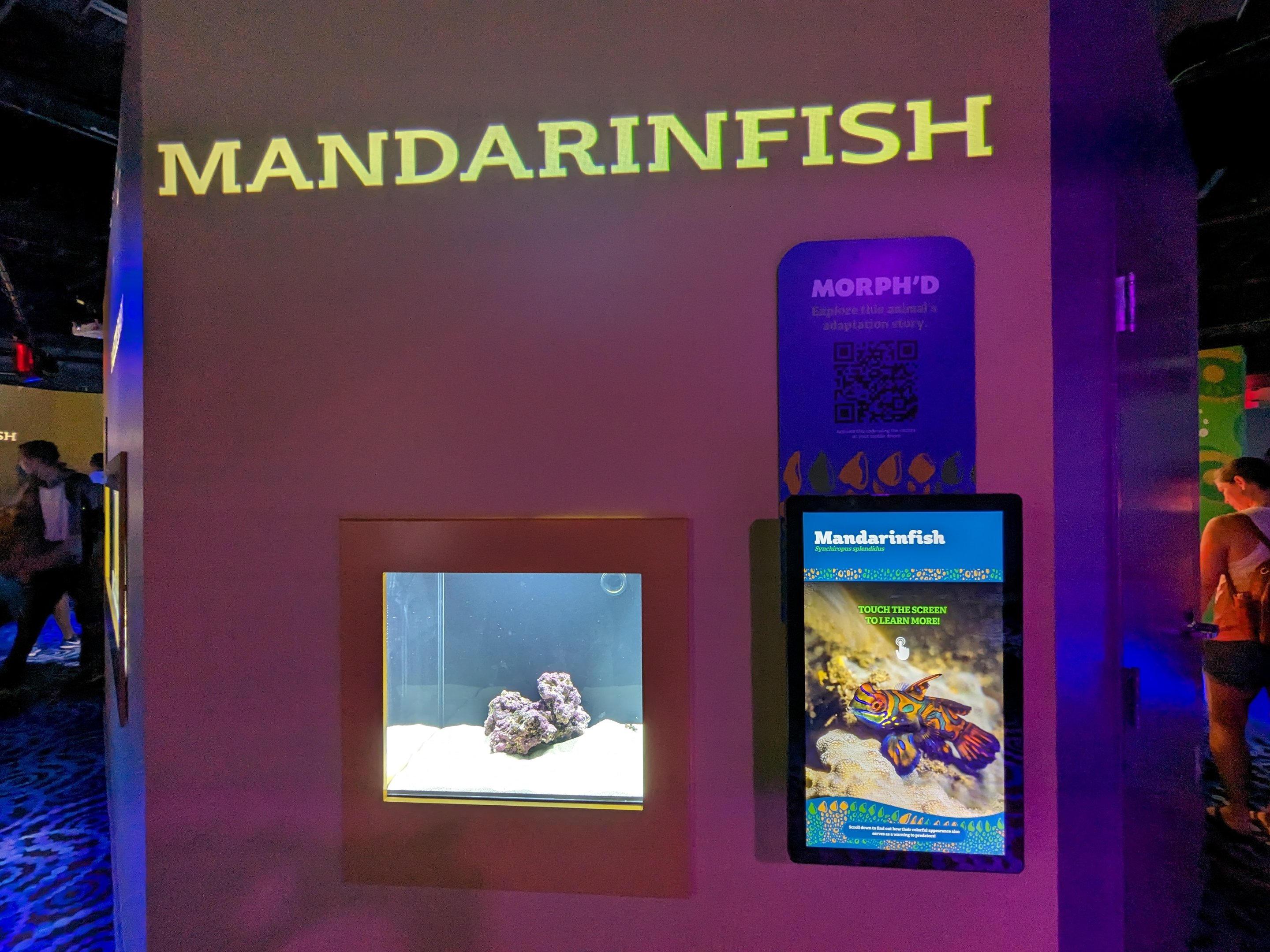 MORPH'D - Mandarinfish
