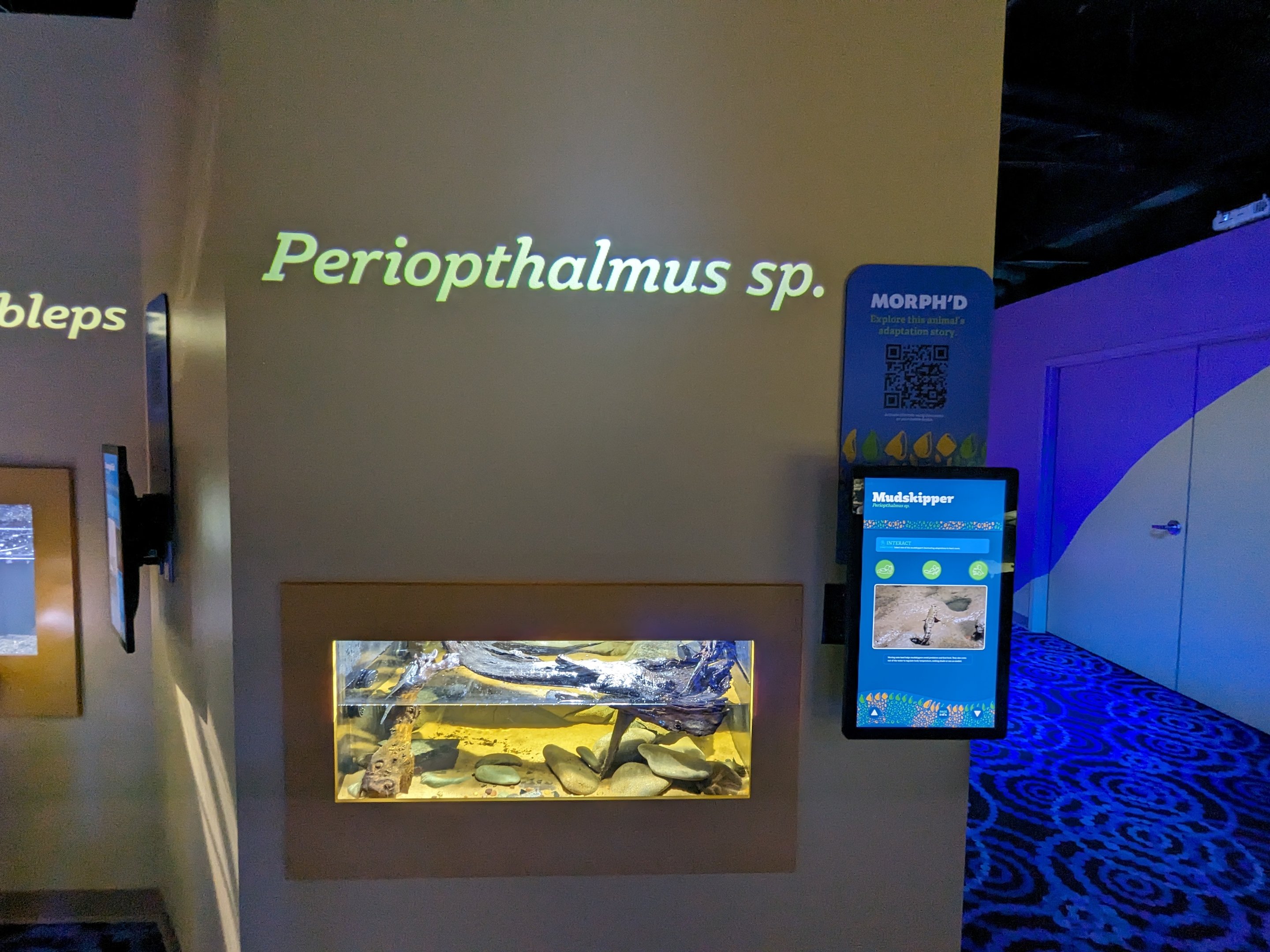 MORPH'D - Mudskipper