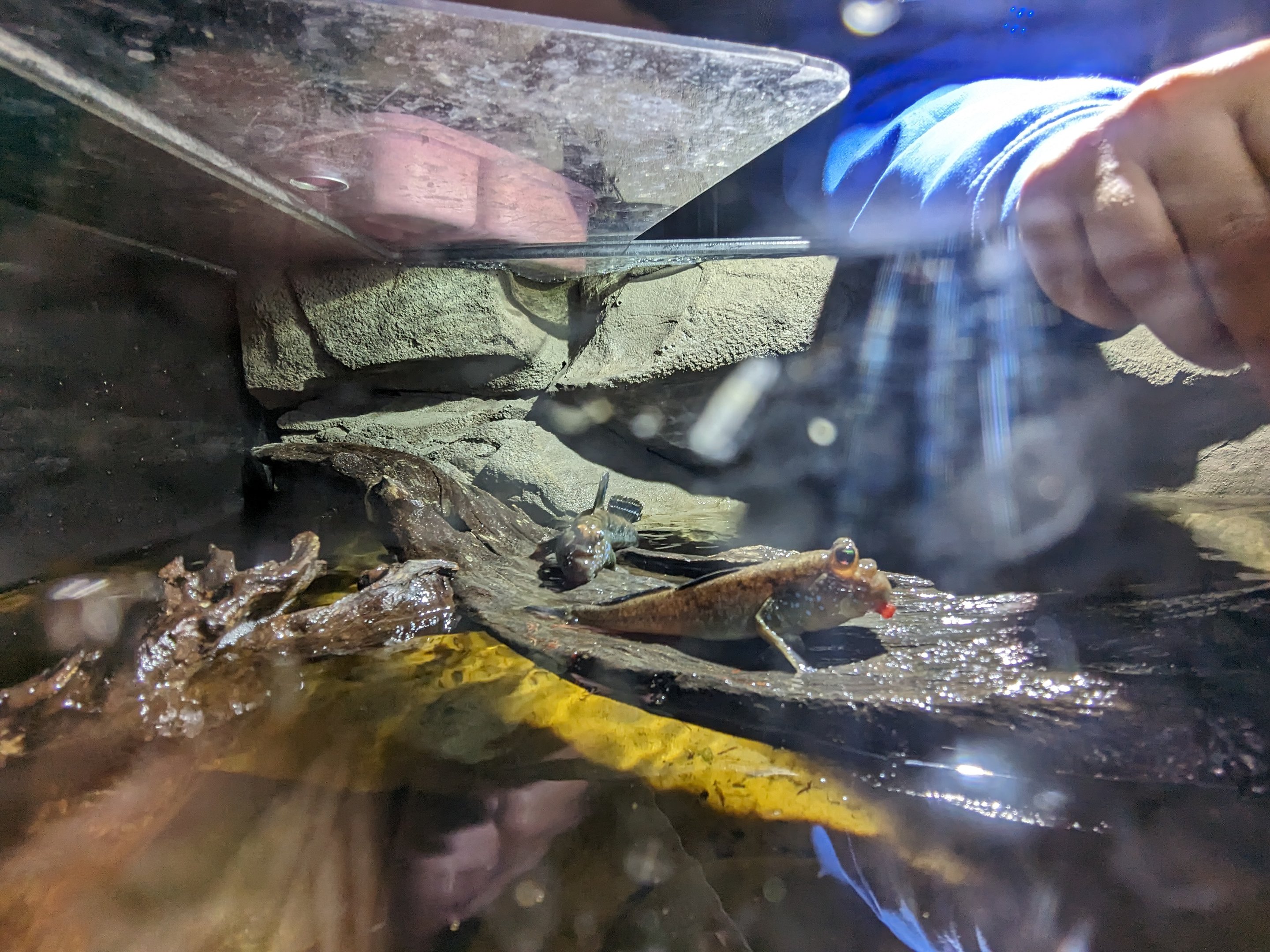 MORPH'D - Mudskipper