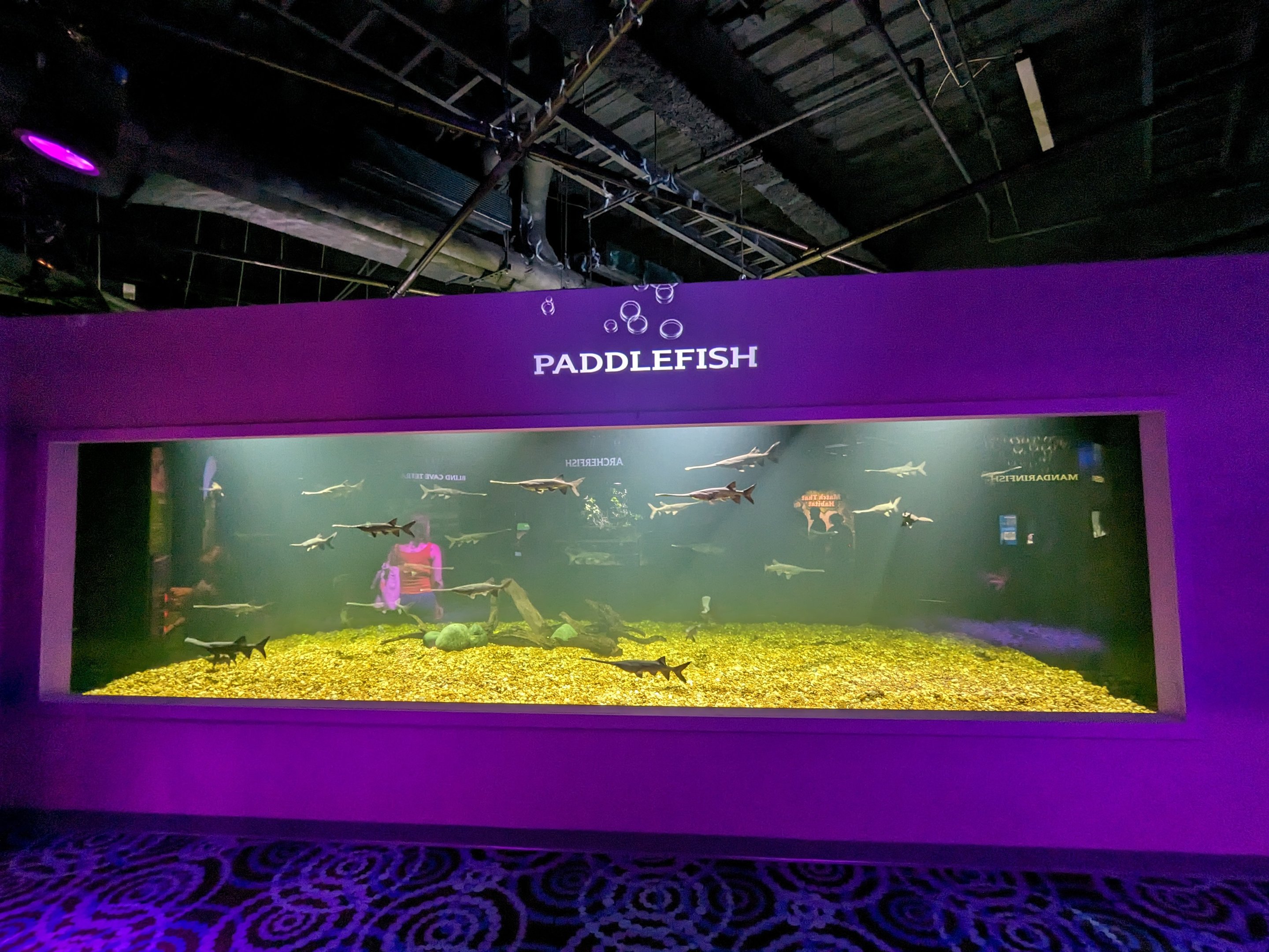 MORPH'D - Paddlefish