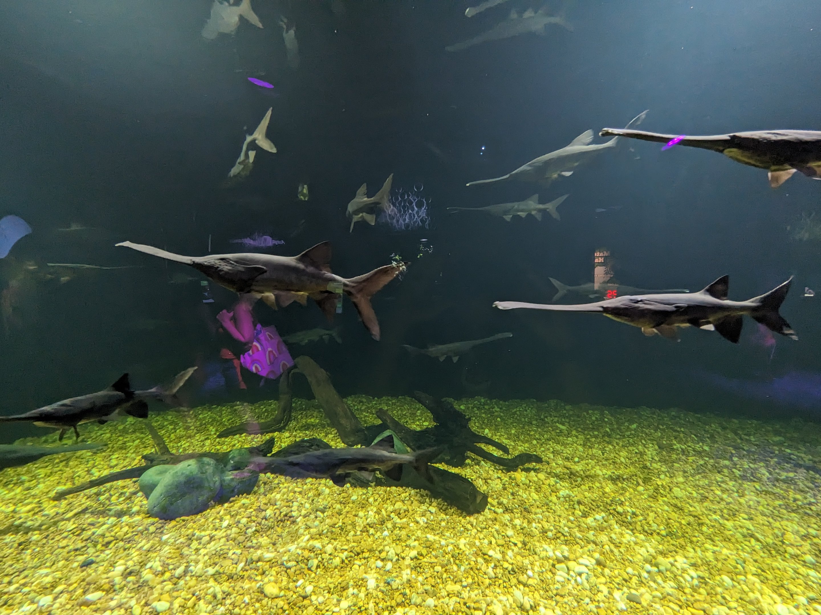 MORPH'D - Paddlefish