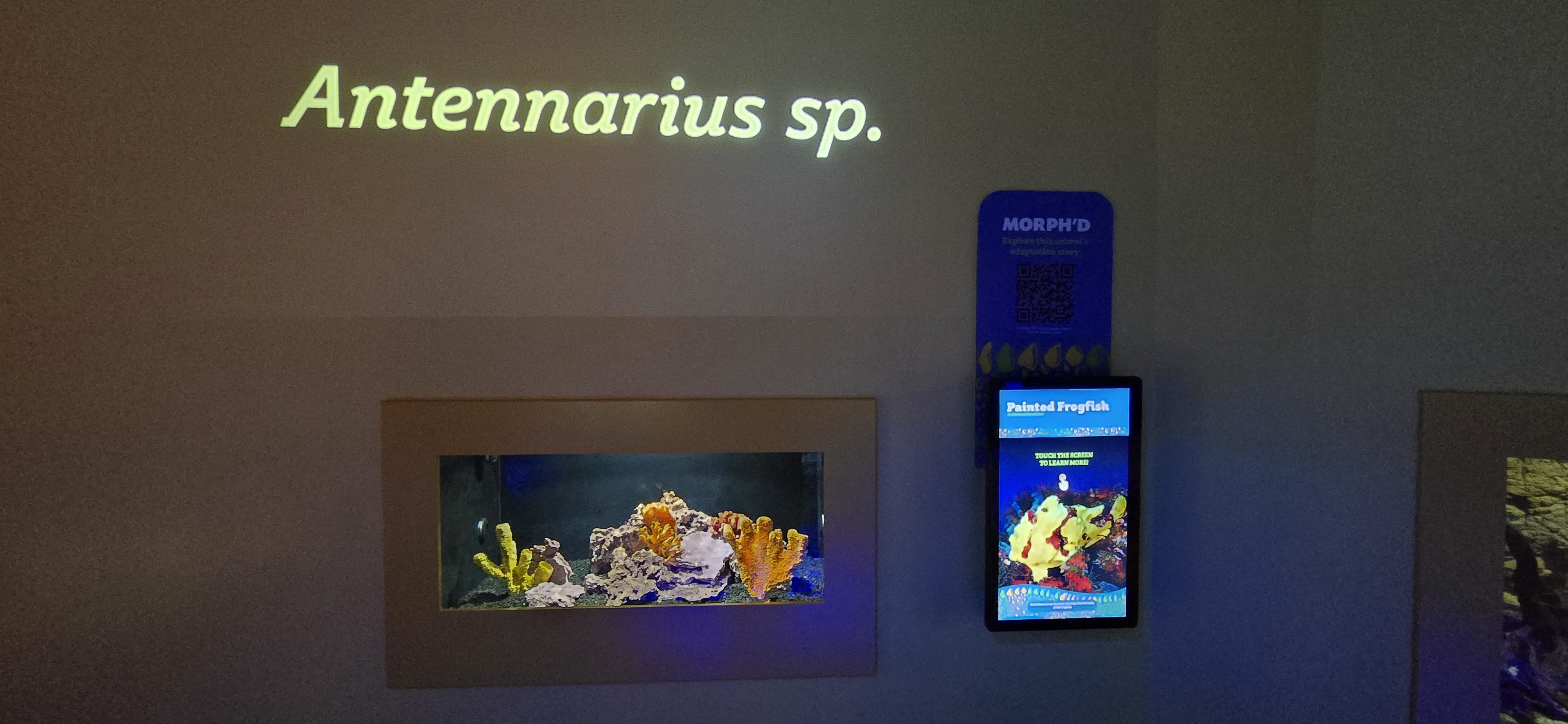 MORPH'D - Painted Frogfish