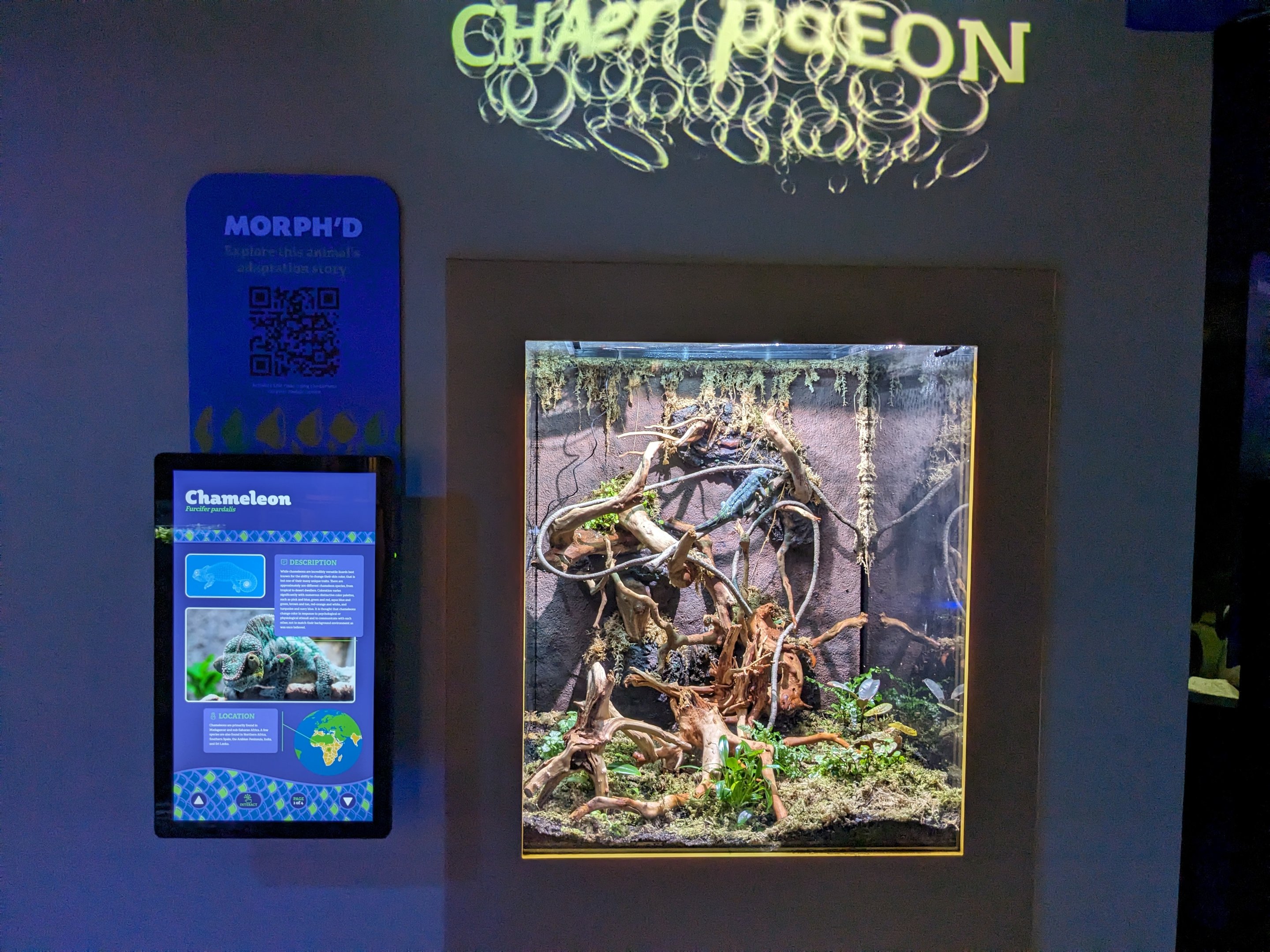 MORPH'D - Panther Chameleon