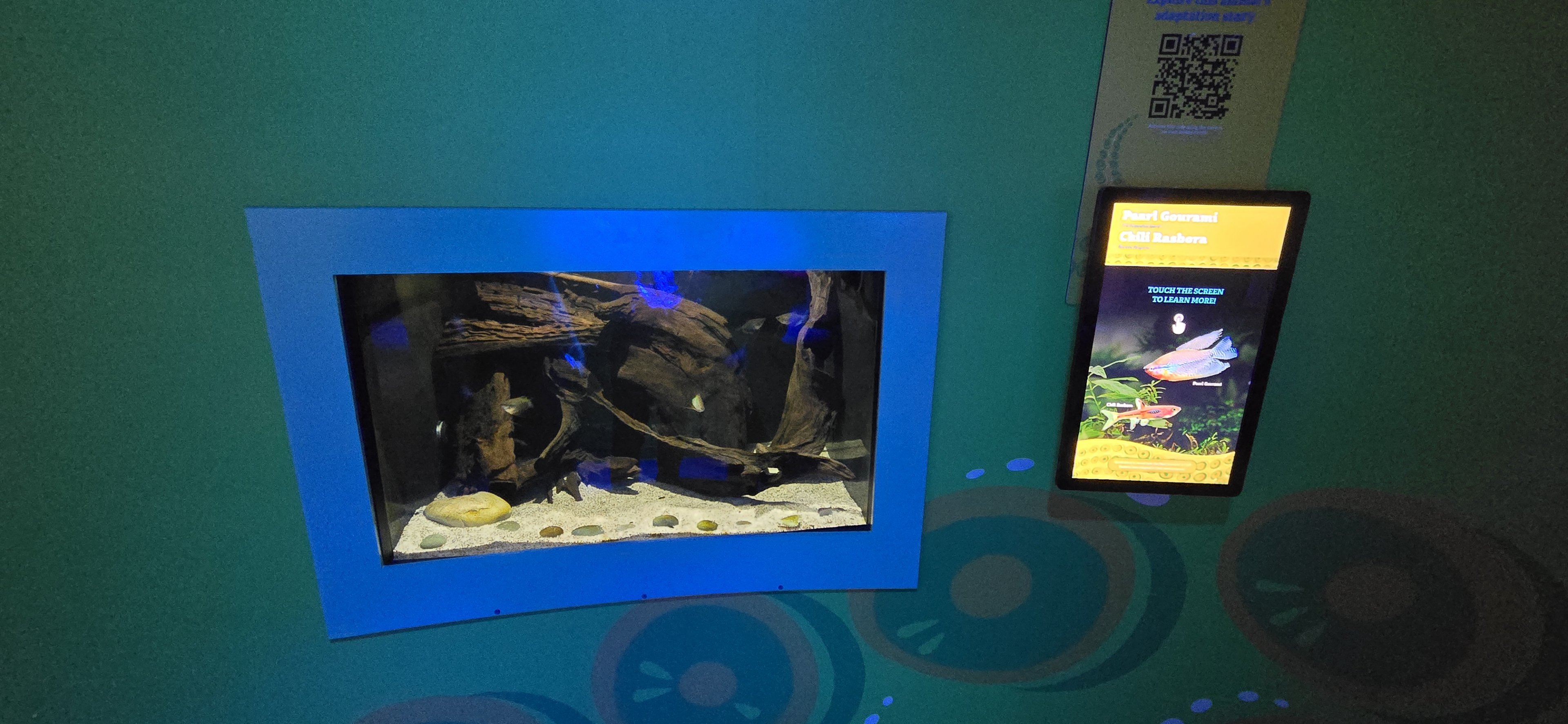 MORPH'D - Pearl Gourami and Chili rasbora