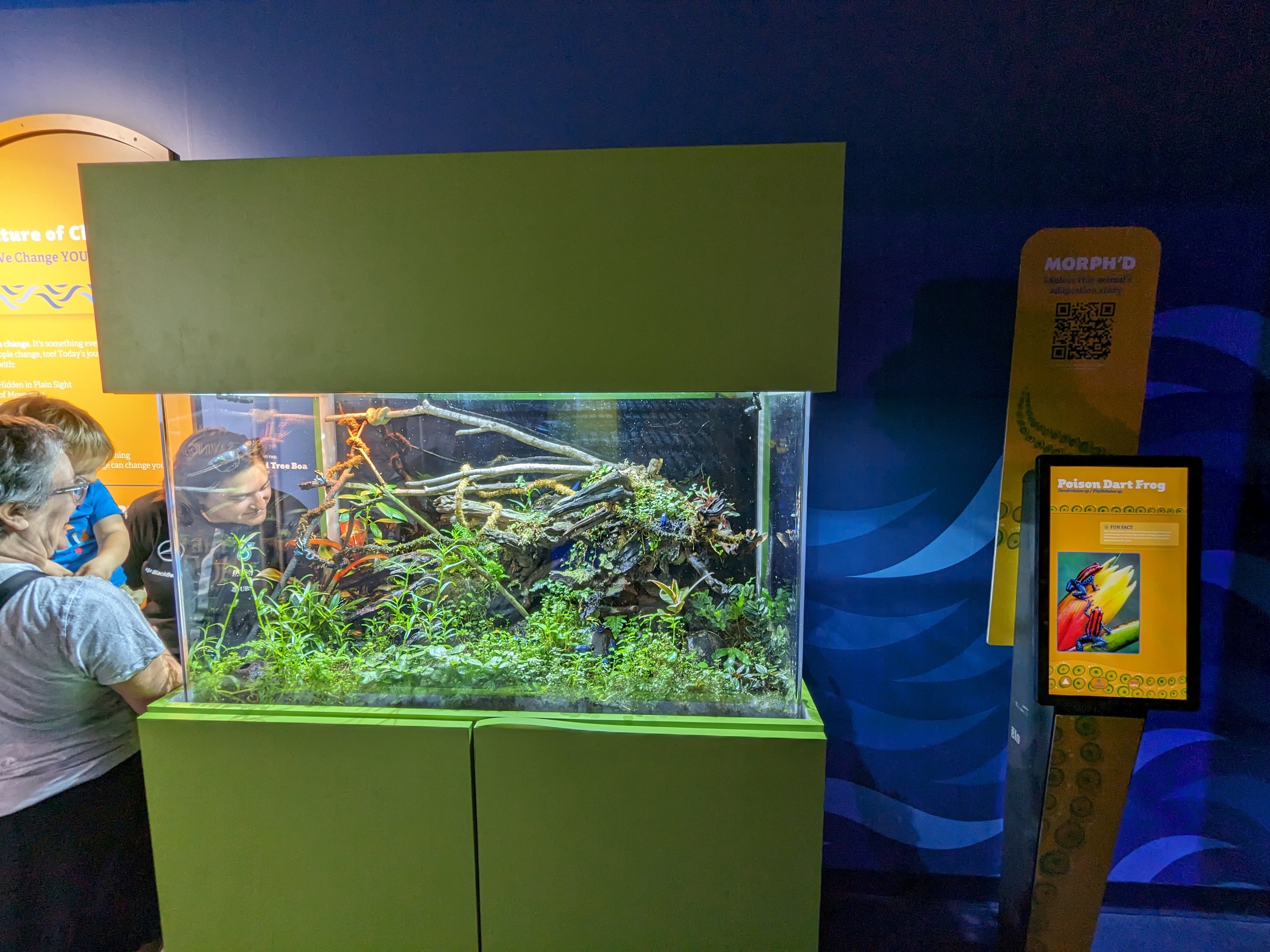 MORPH'D - poison dart frogs and emerald tree boa