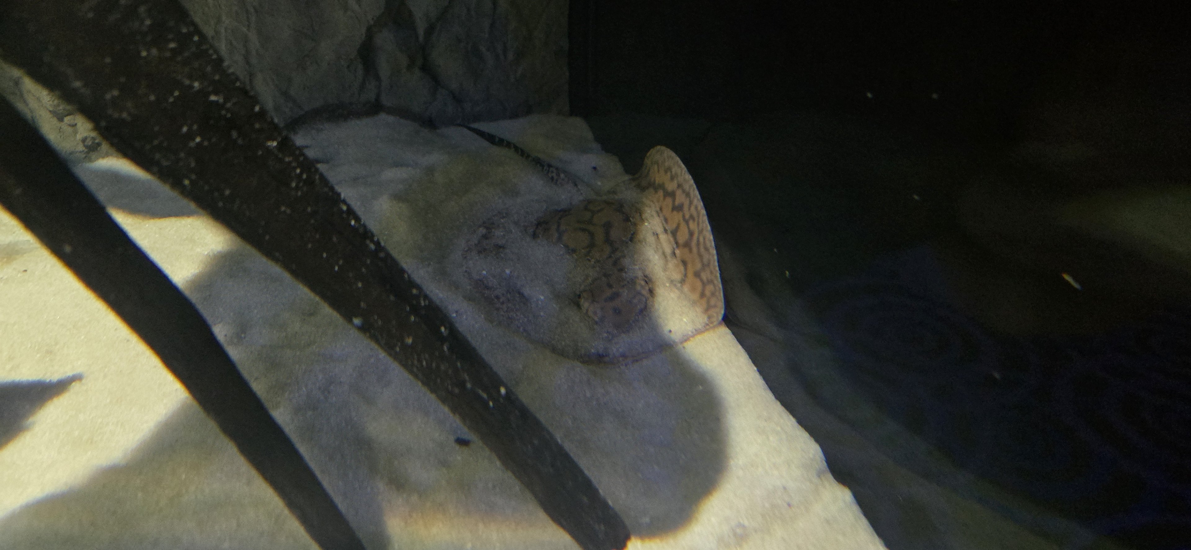 MORPH'D - Potamotrygon (unspecified)