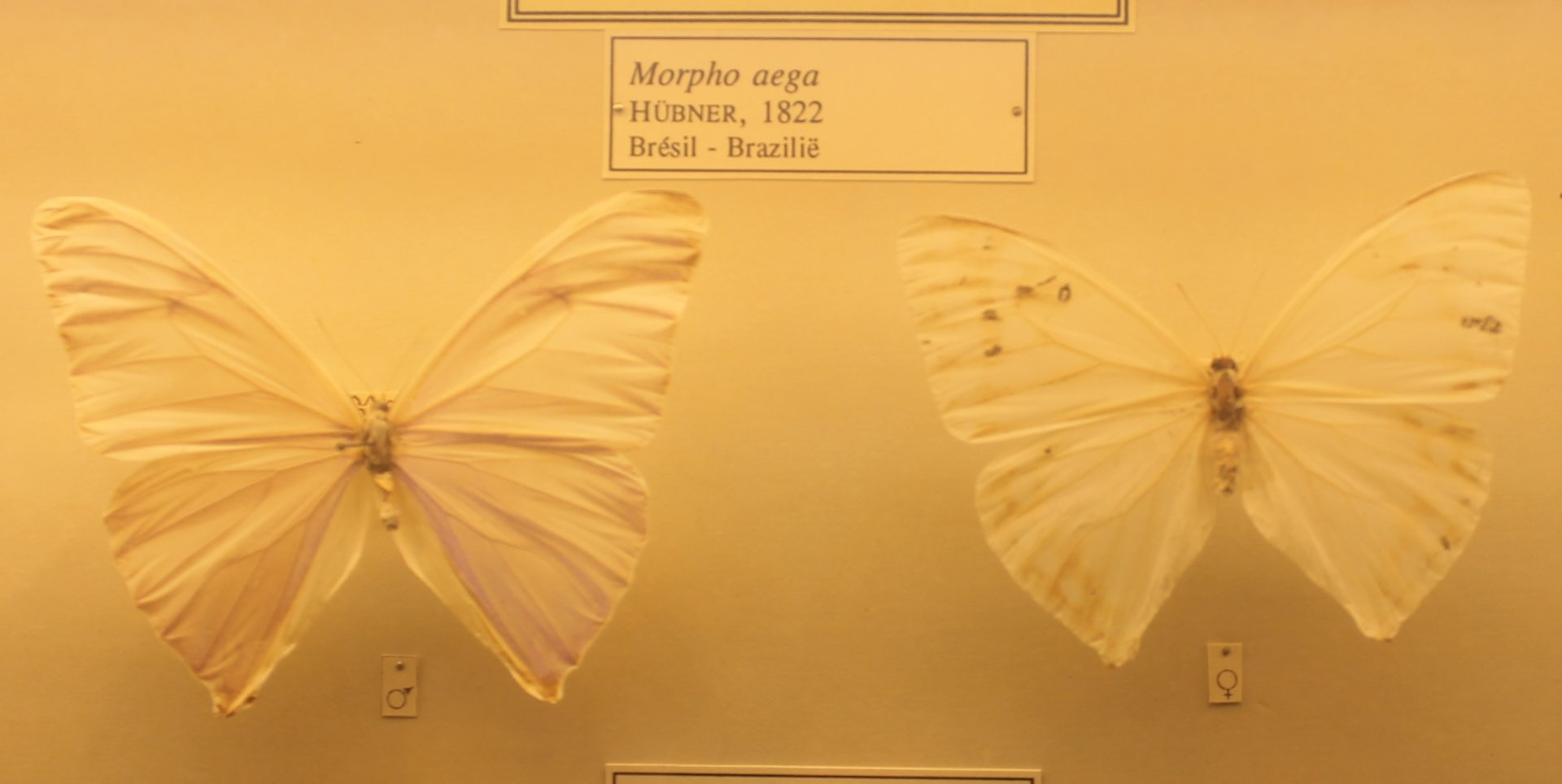 Morpho aega