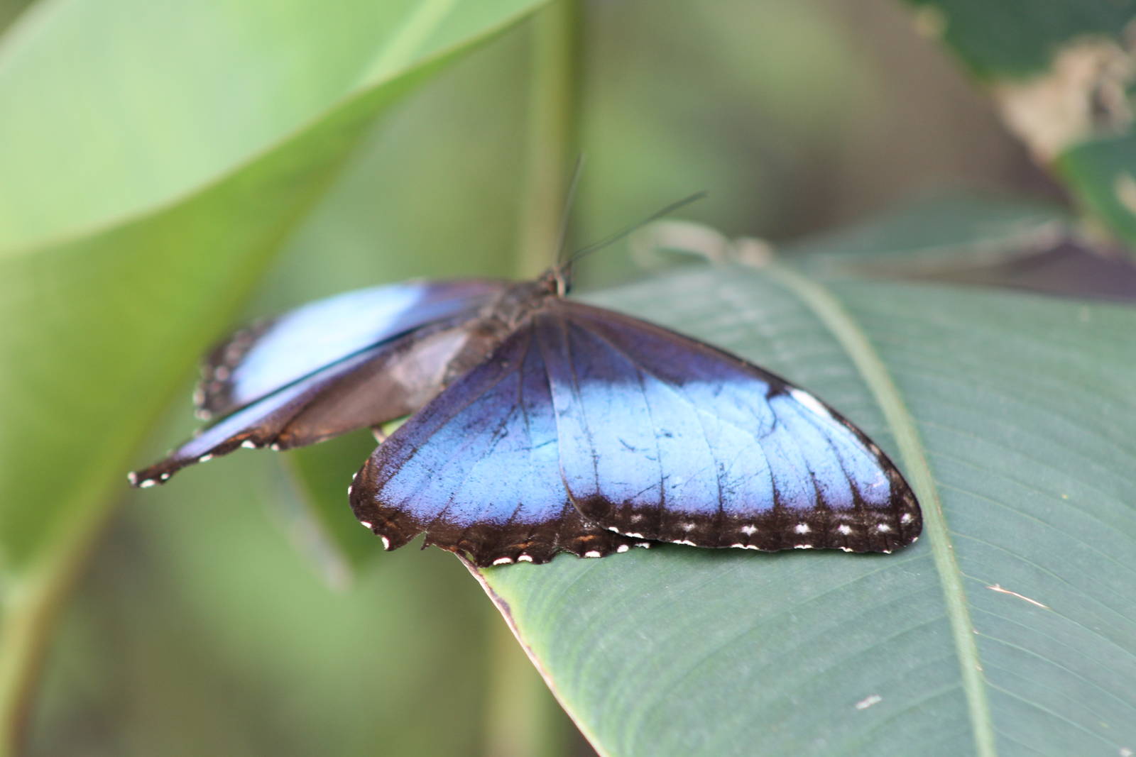 Morpho butterfly species