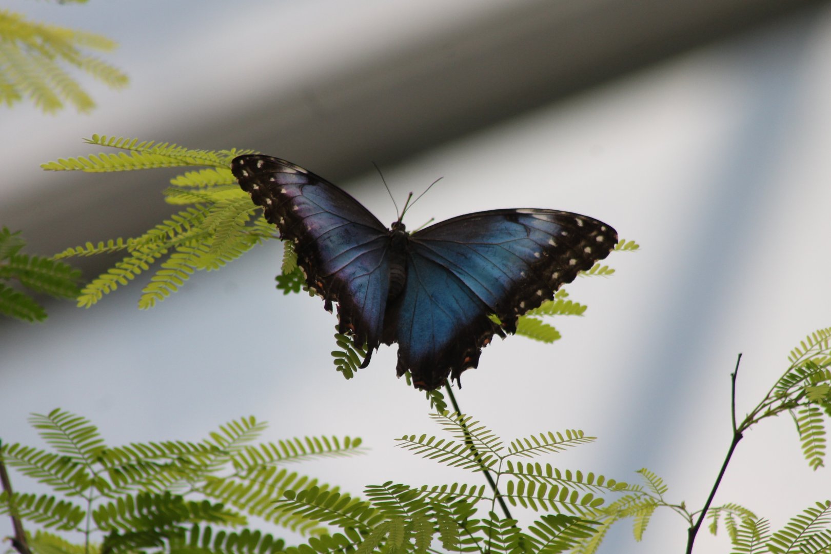 Morpho butterfly