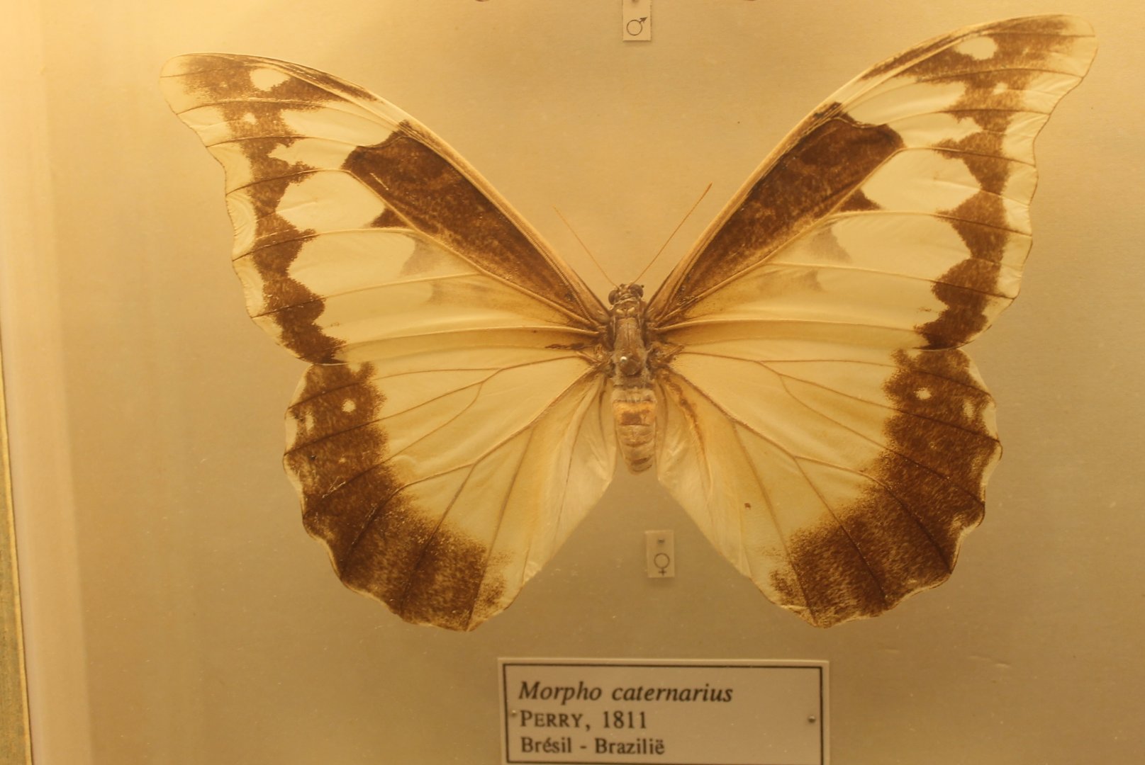 Morpho caternarius