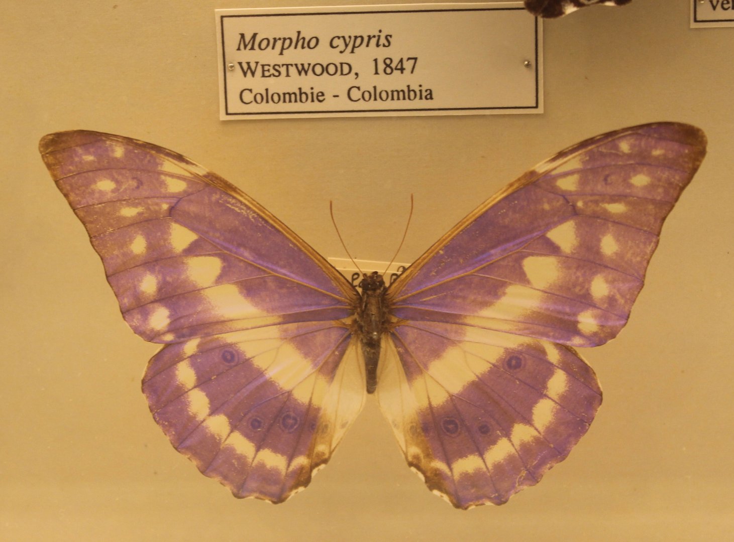 Morpho cypris