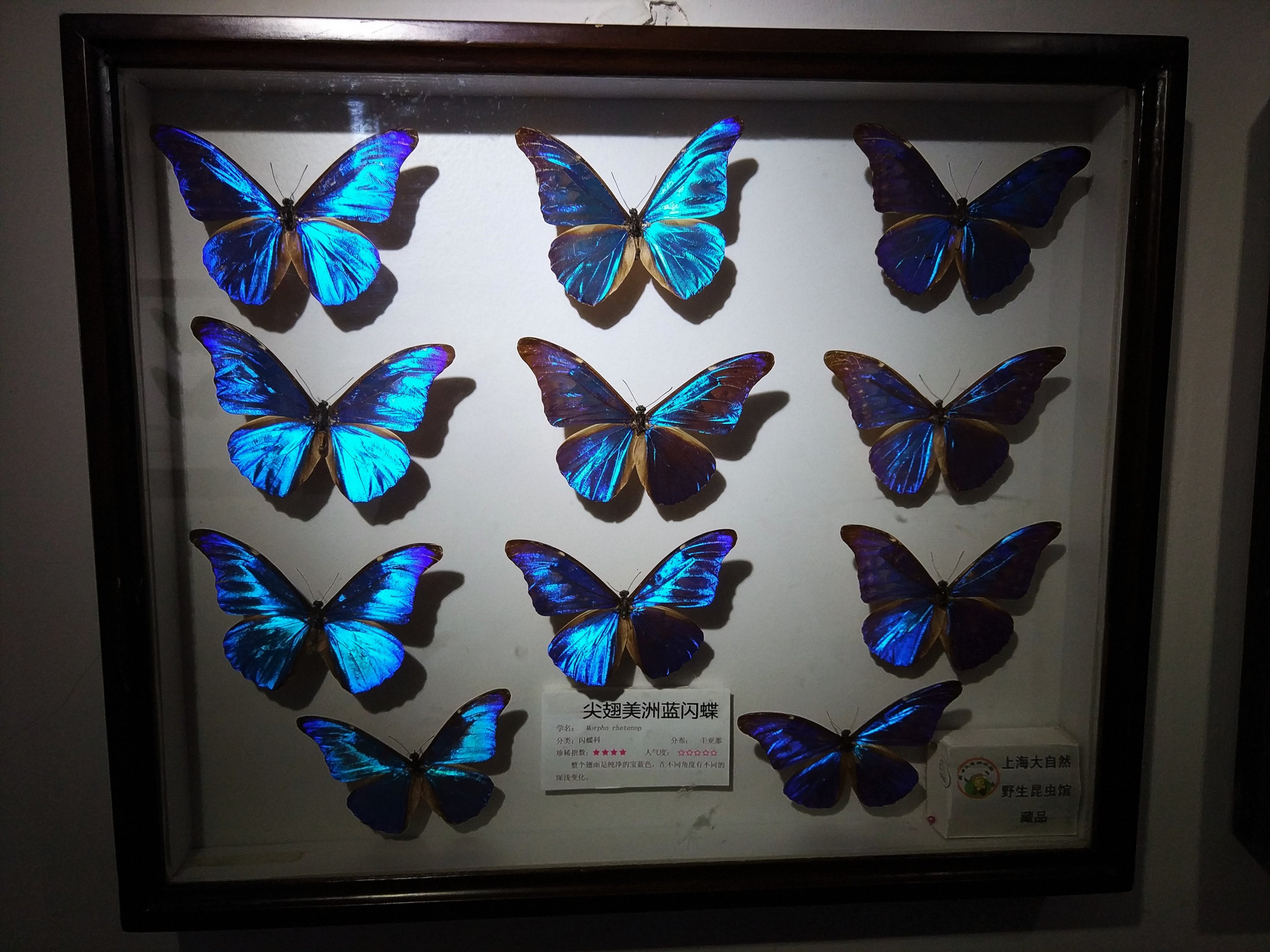 Morpho Display