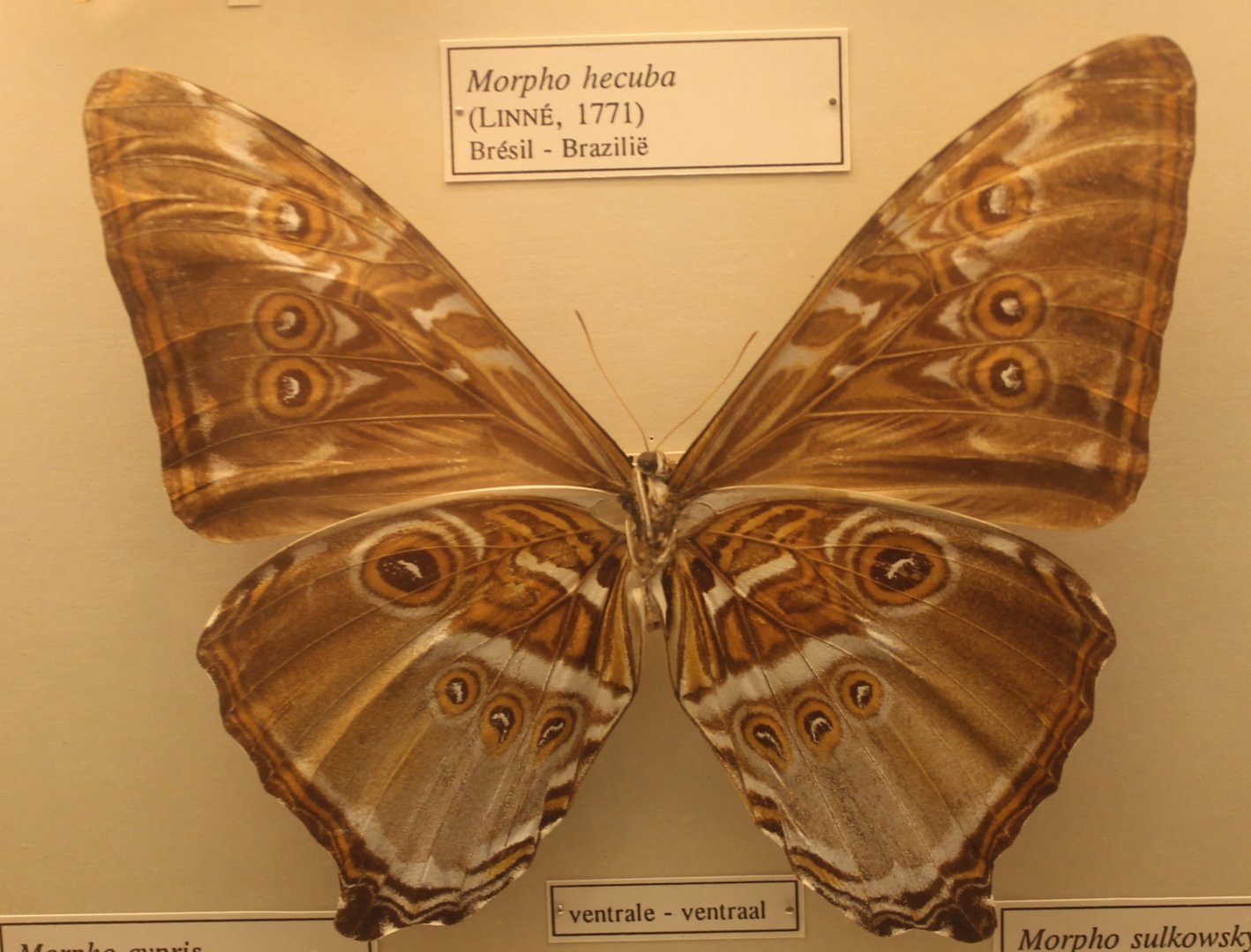 Morpho hecuba