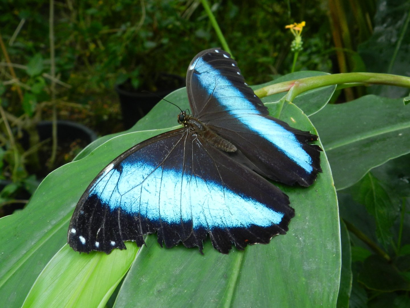 Morpho helenor