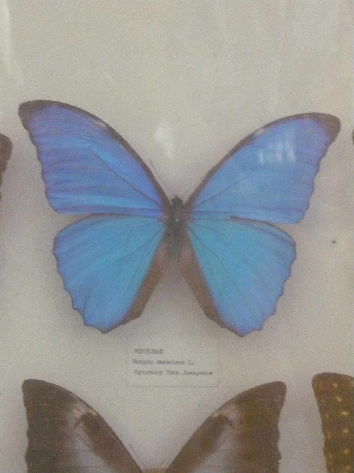 Morpho menelaus