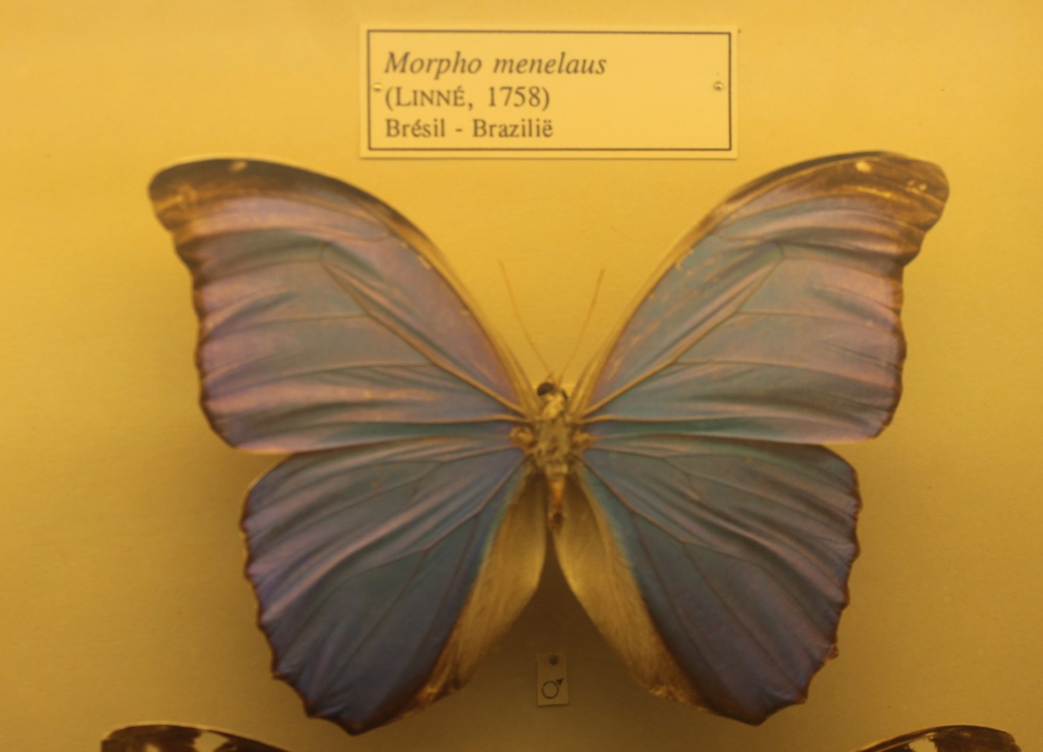 Morpho menelaus