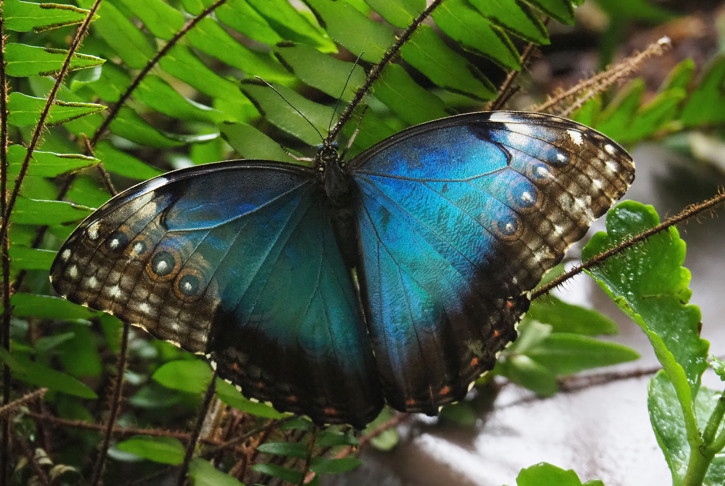 Morpho peleides, 2020-06-28