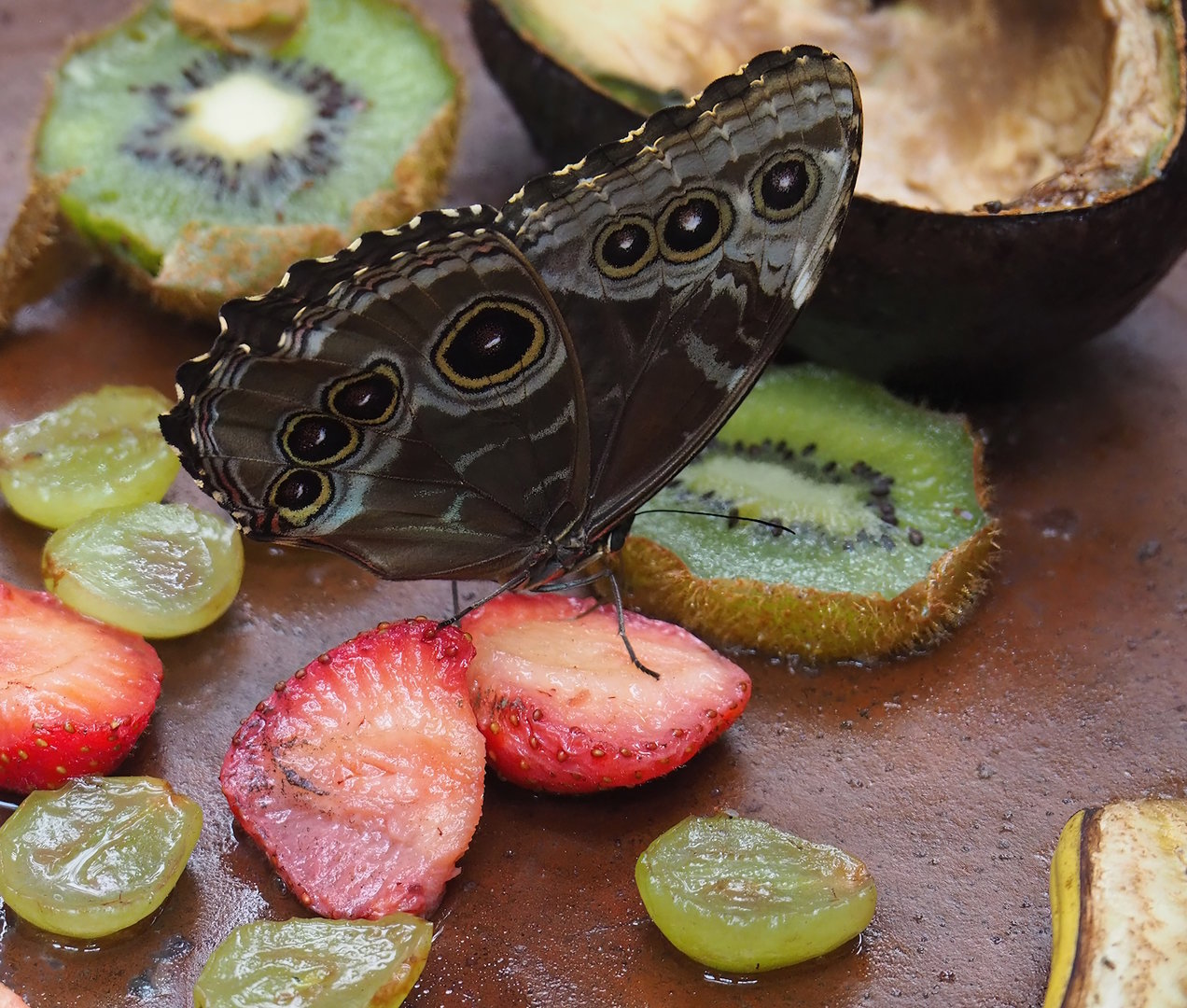 Morpho peleides, 2022-07-10