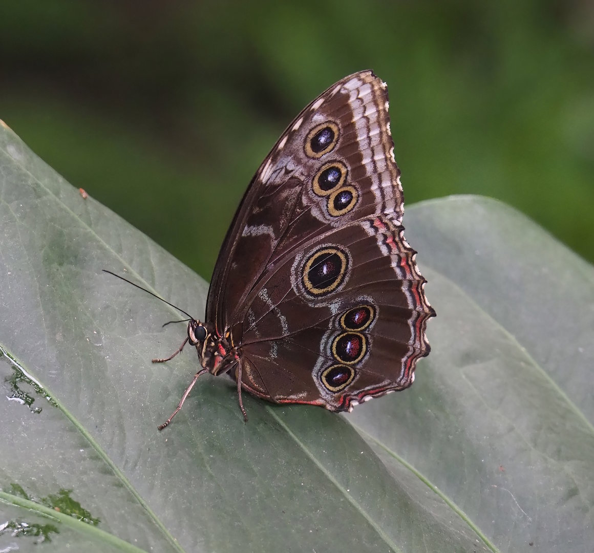 Morpho peleides, 2022-07-10