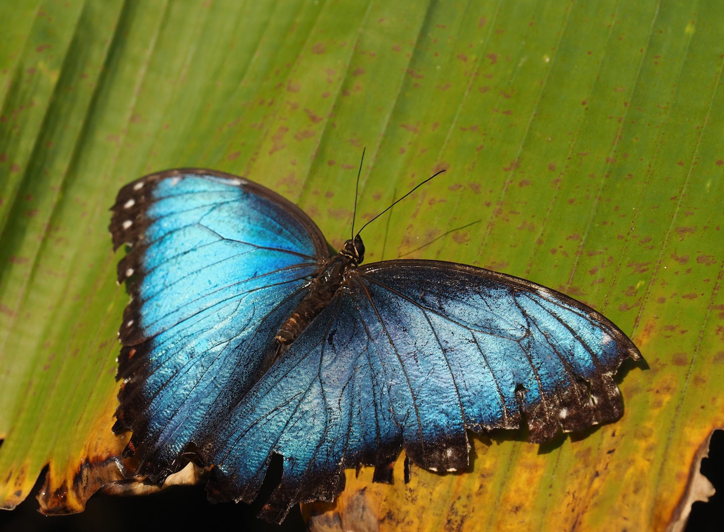 Morpho peleides, 2025-05-17