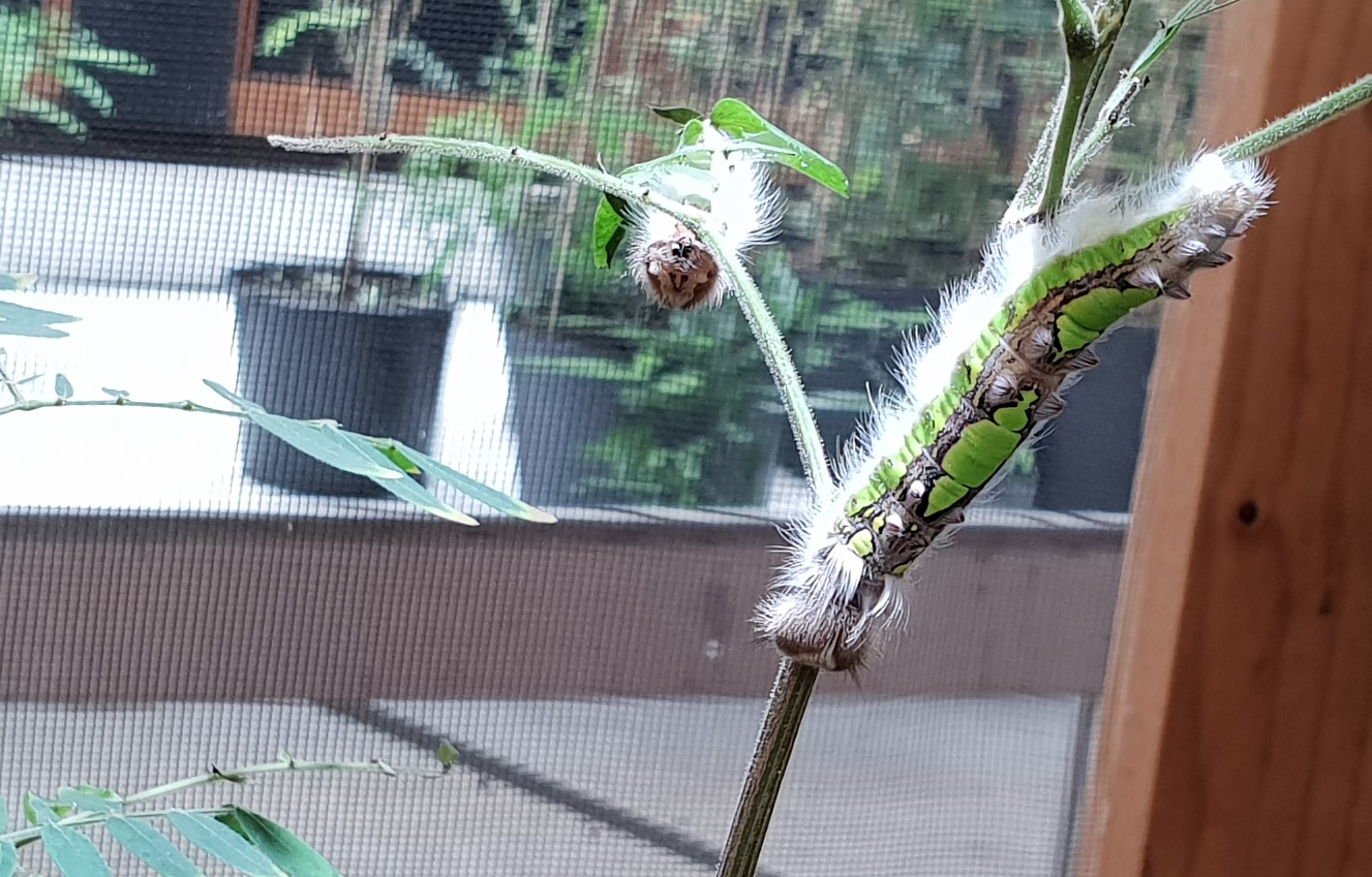 Morpho peleides caterpillars