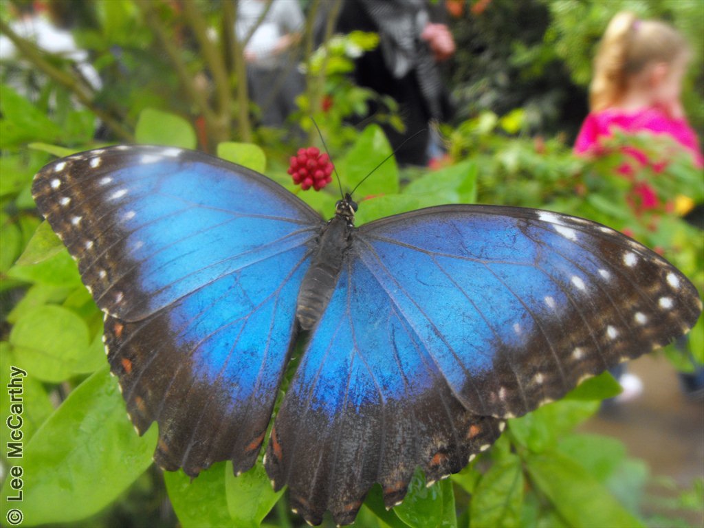 Morpho peleides Chester Zoo October 2010