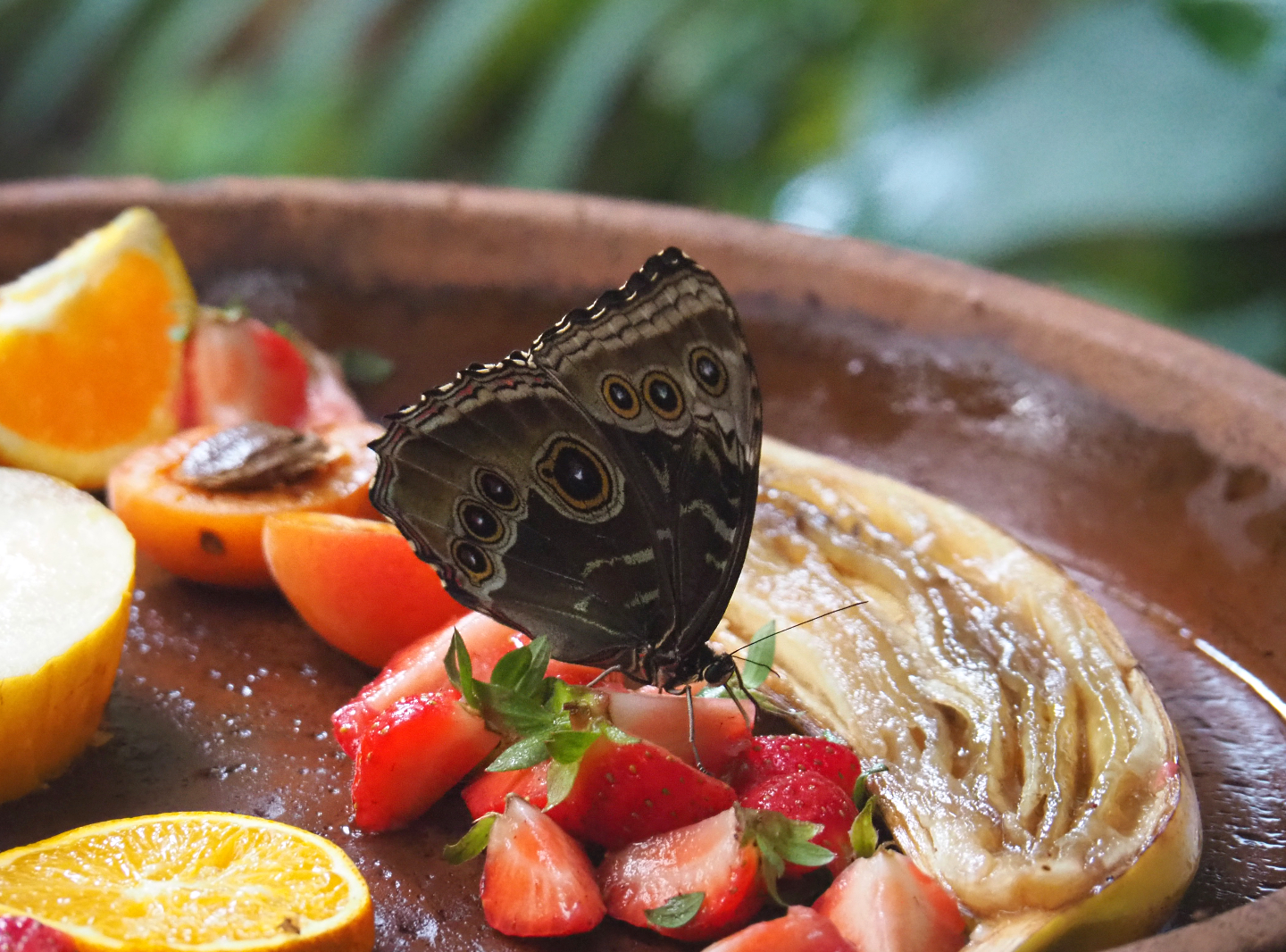 Morpho peleides feeding on ripe fruit, 2020-06-28