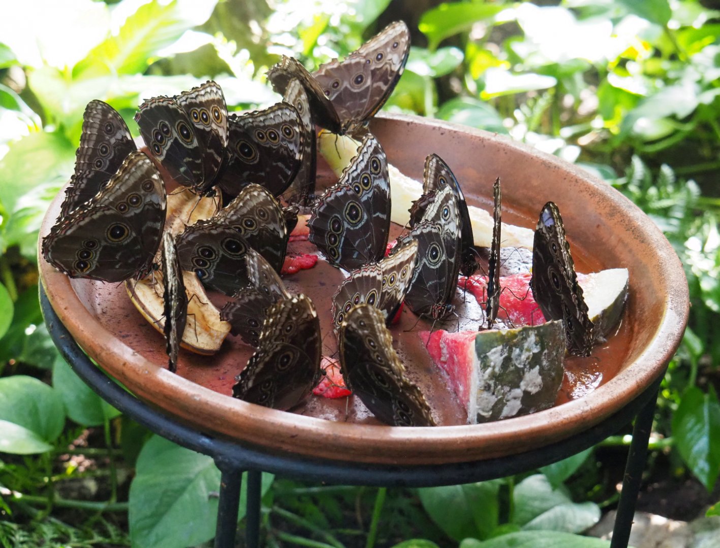 Morpho peleides feeding on rotten fruit, 2019-09-21