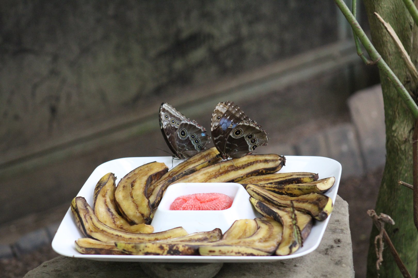 Morpho peleides - Magic Wings Butterfly Conservatory