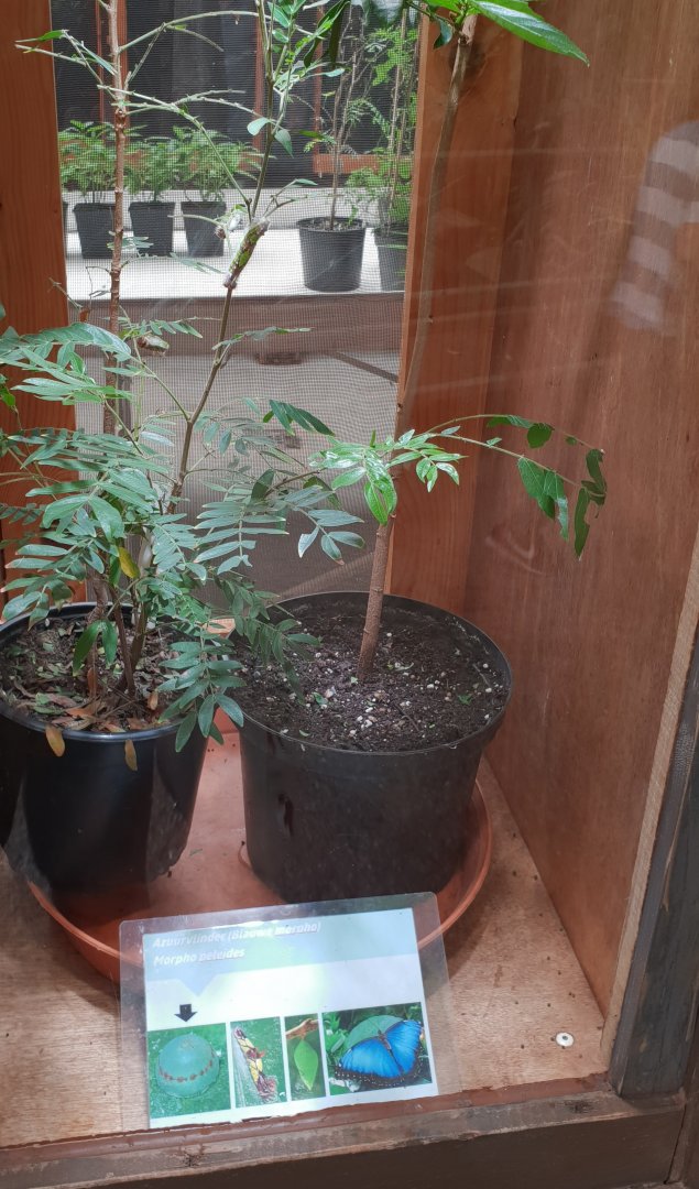 Morpho peleides raising enclosure