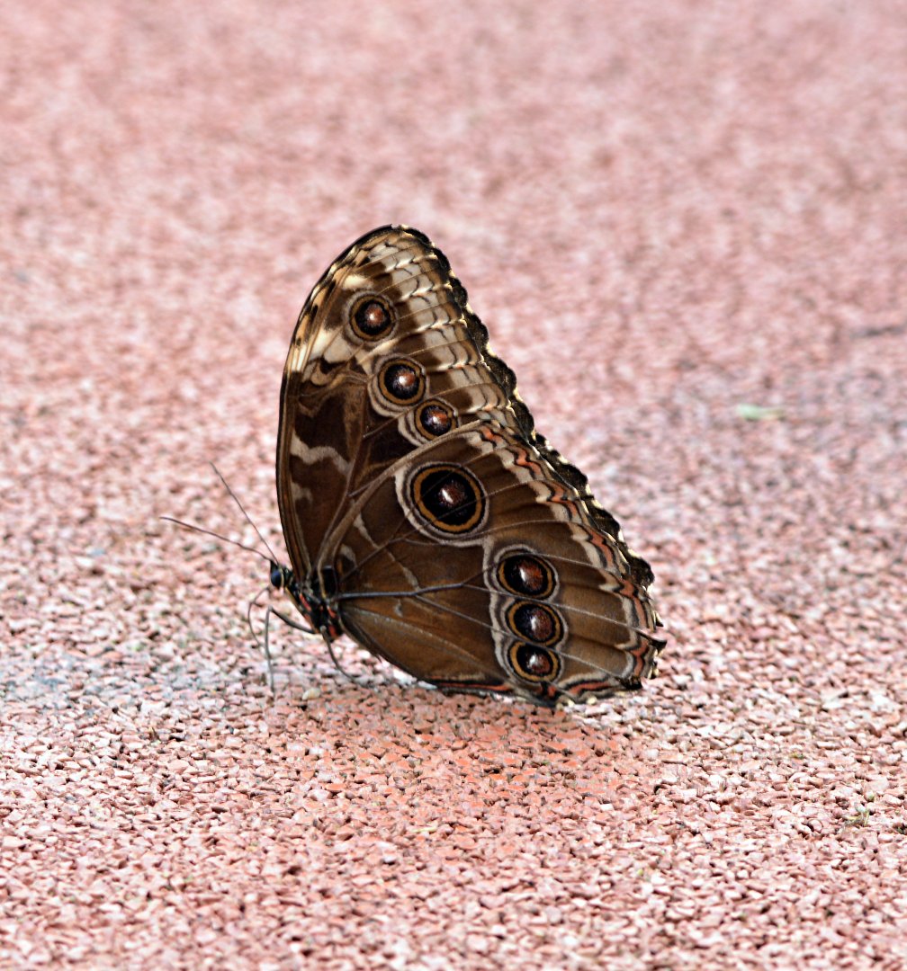 Morpho peleides underside