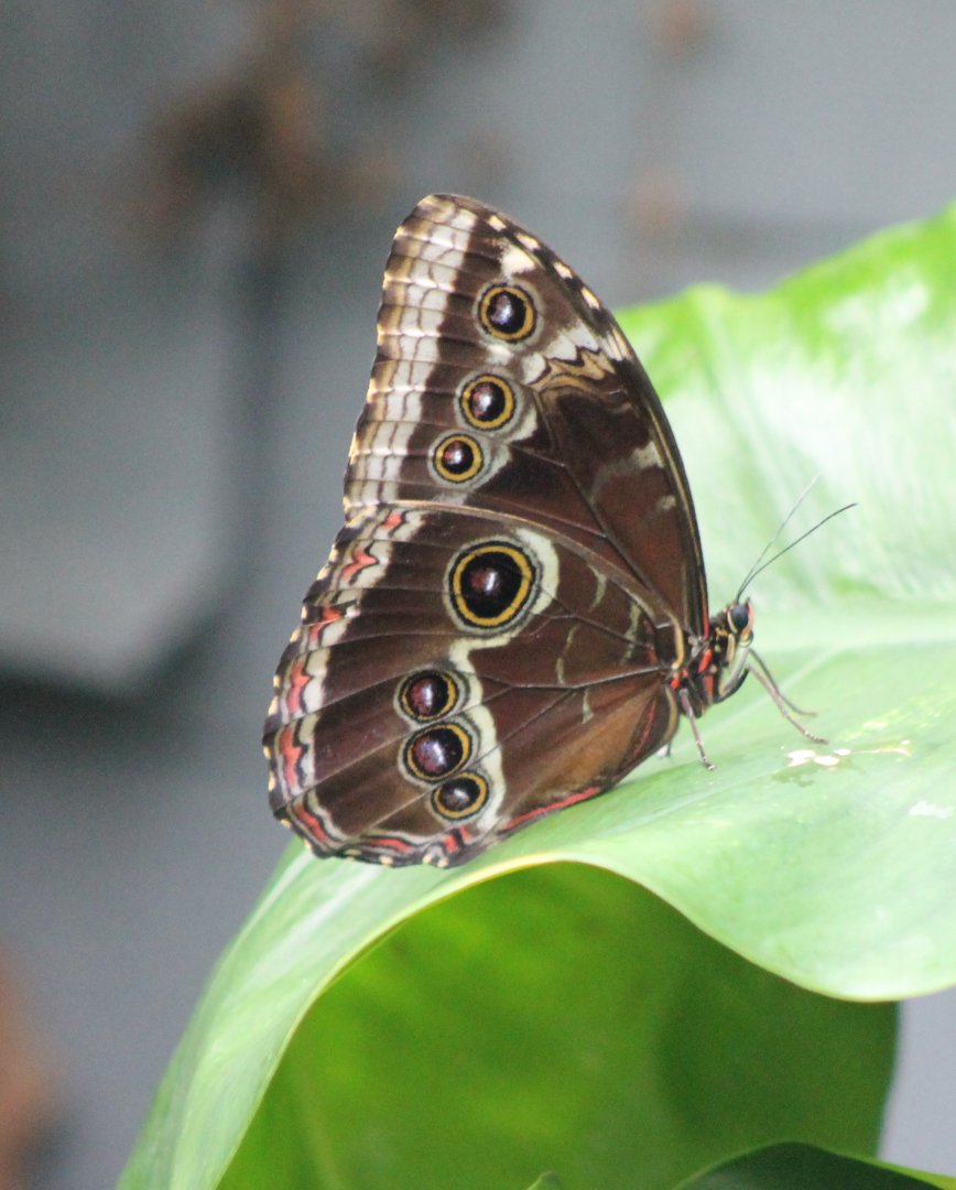 Morpho peleides
