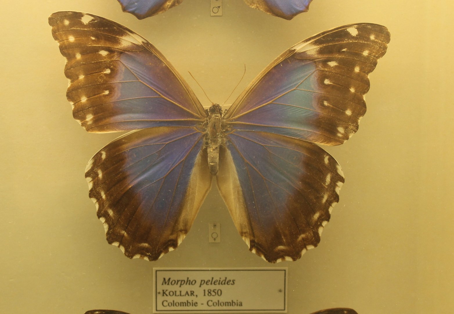 Morpho peleides