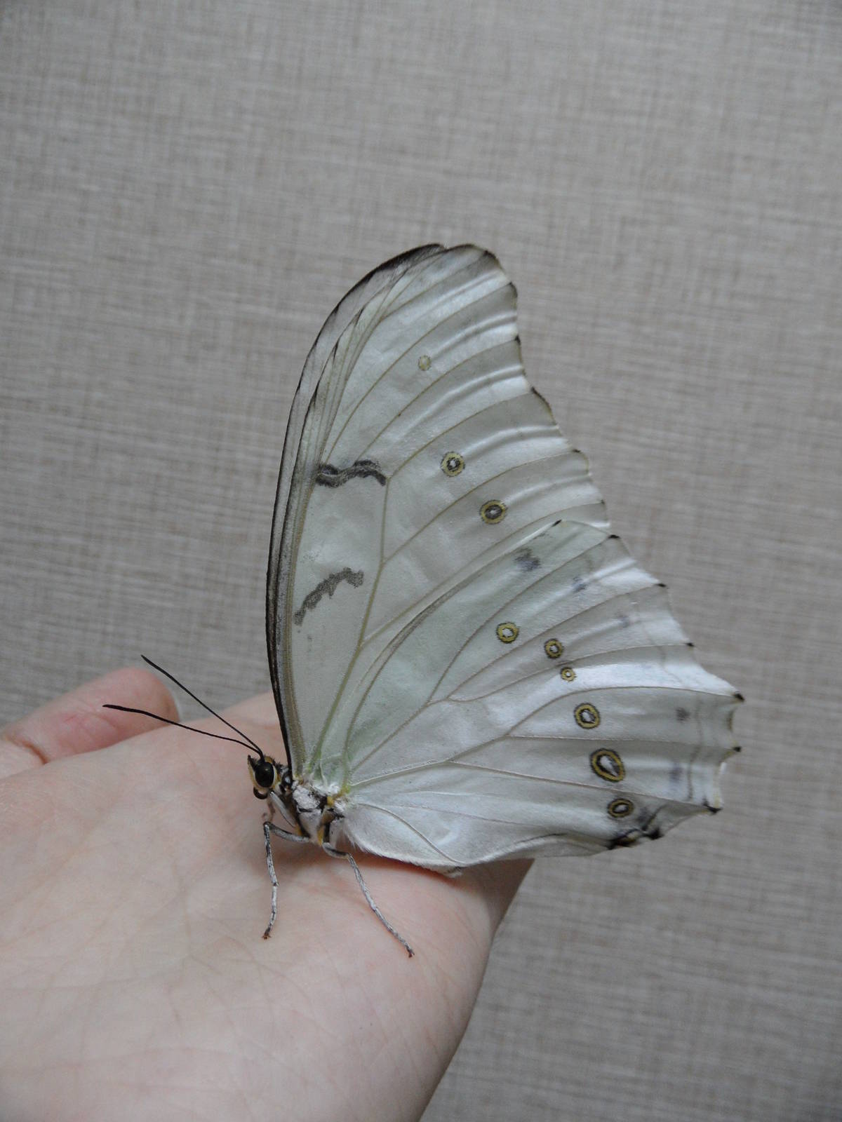 Morpho polyphemus