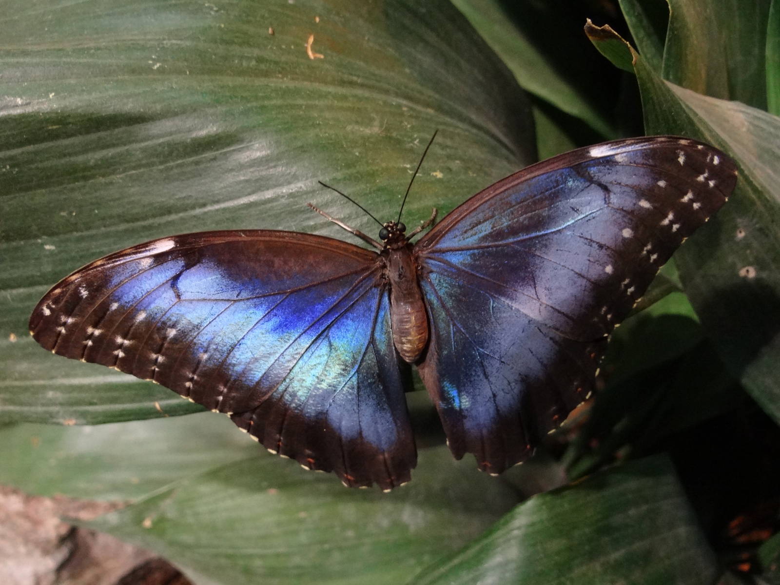 Morpho sp.