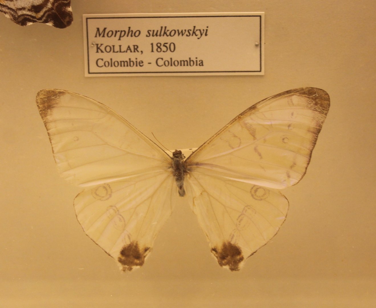 Morpho sulkowskyi