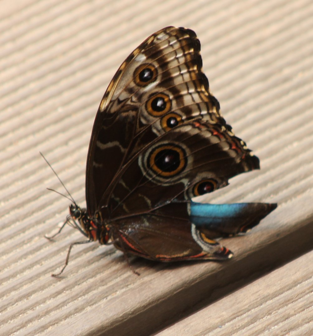 Morpho