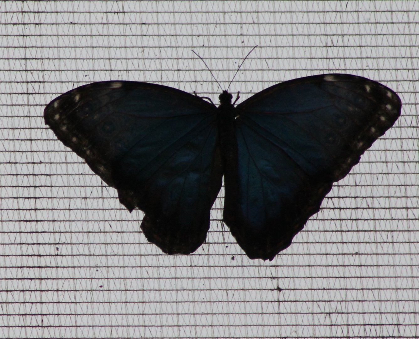 Morpho