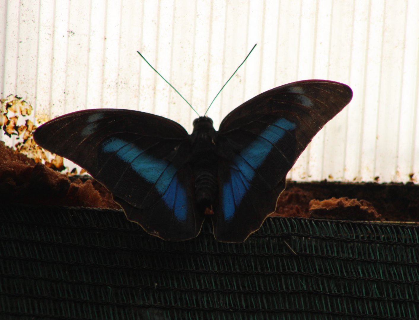 Morpho