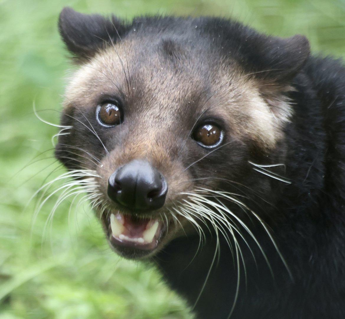 Morris - Sumatran White Bearded Civet